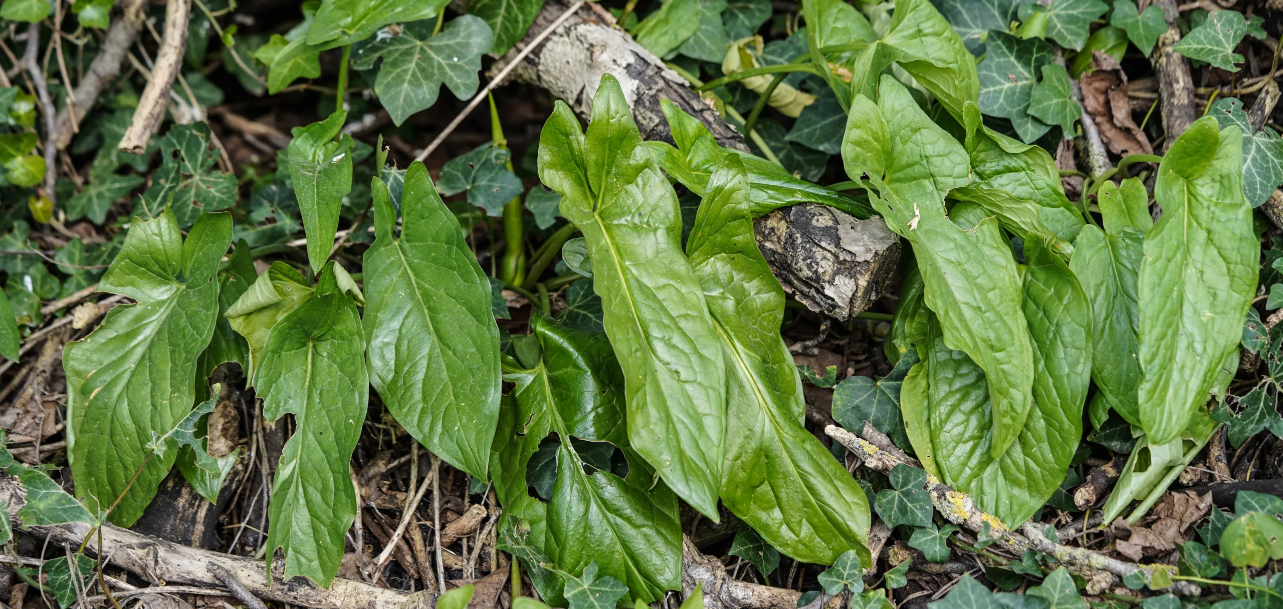 Arum maculatum
