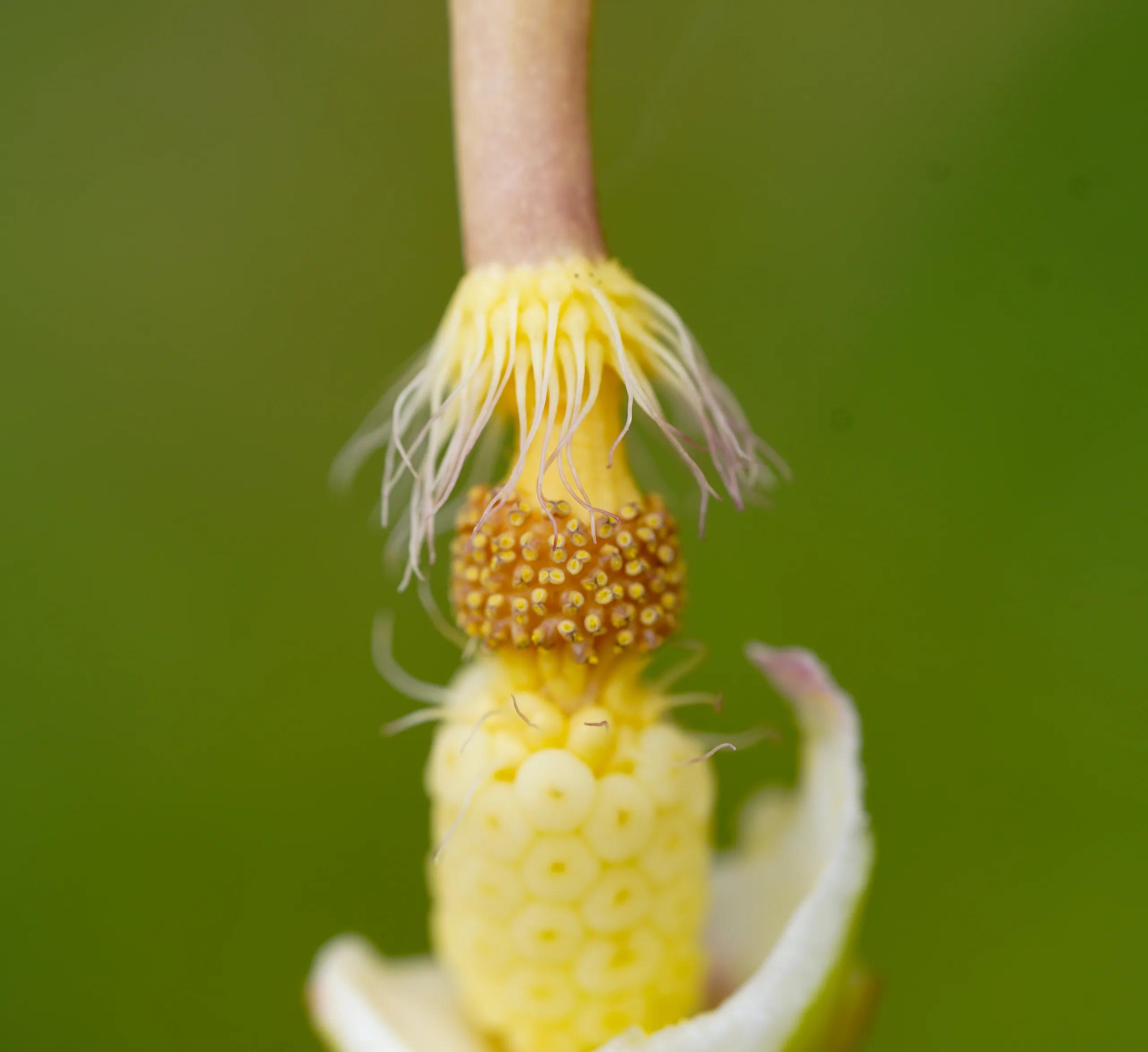Arum maculatum