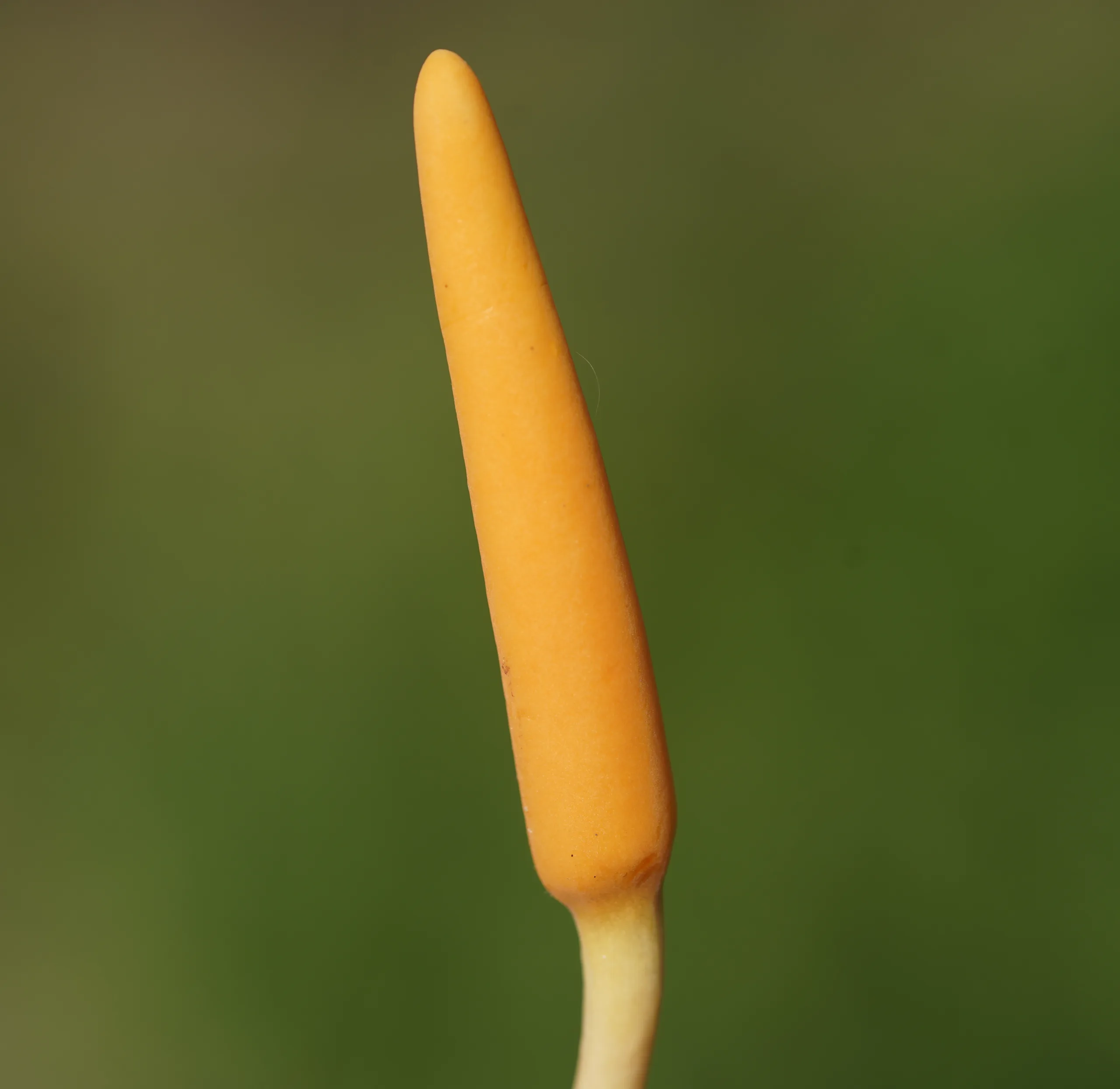 Arum maculatum