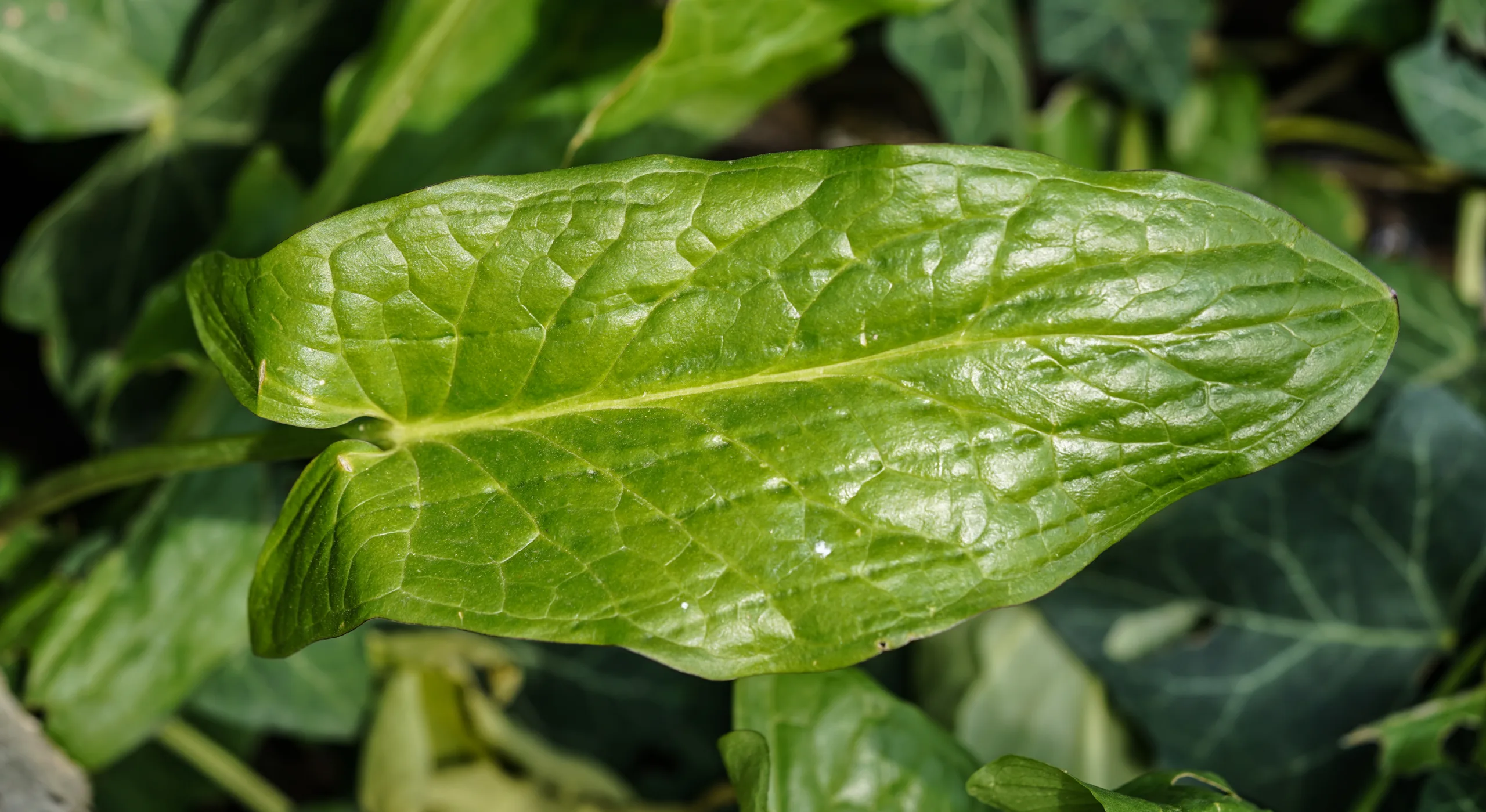 Arum maculatum