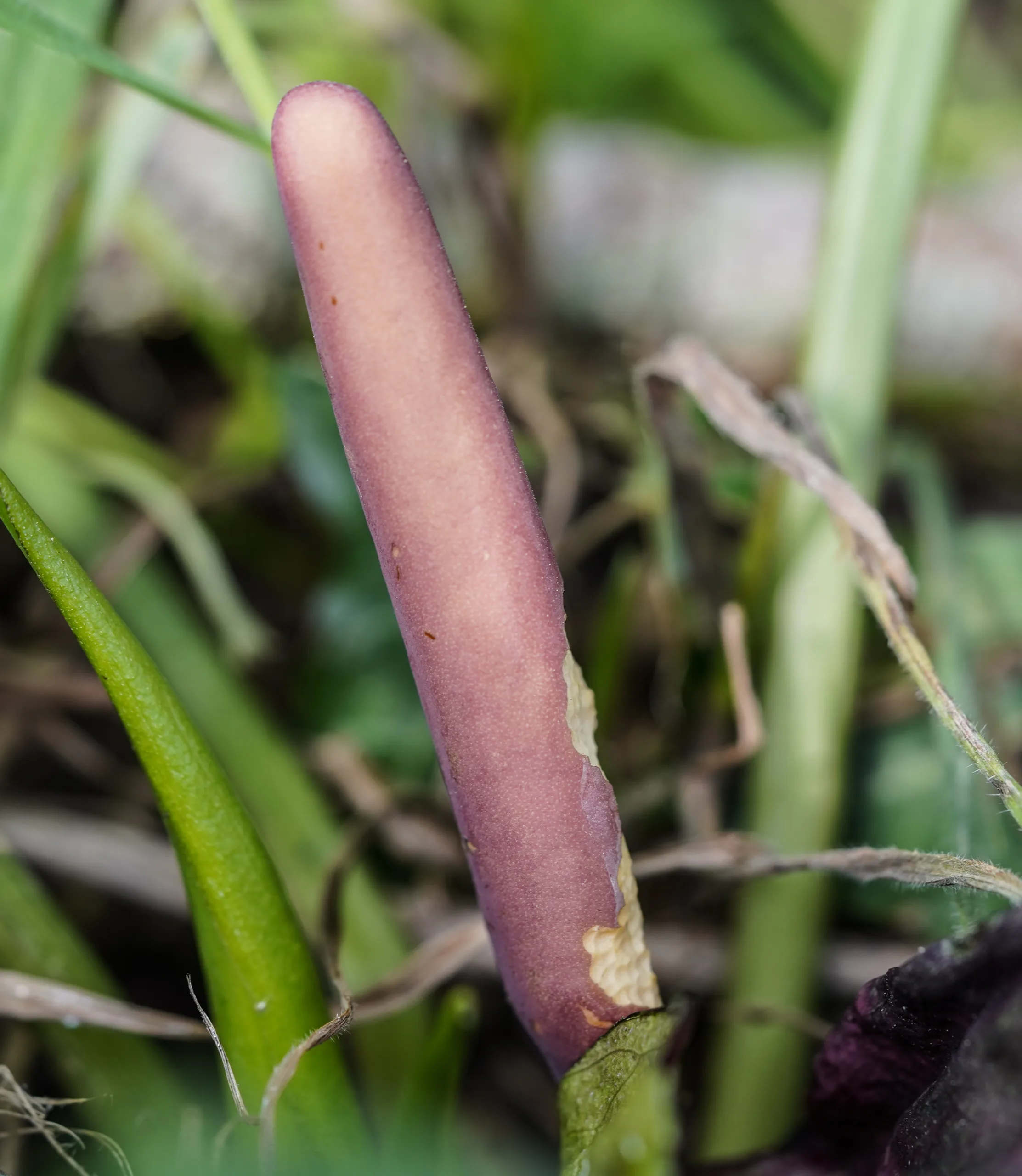 Arum maculatum