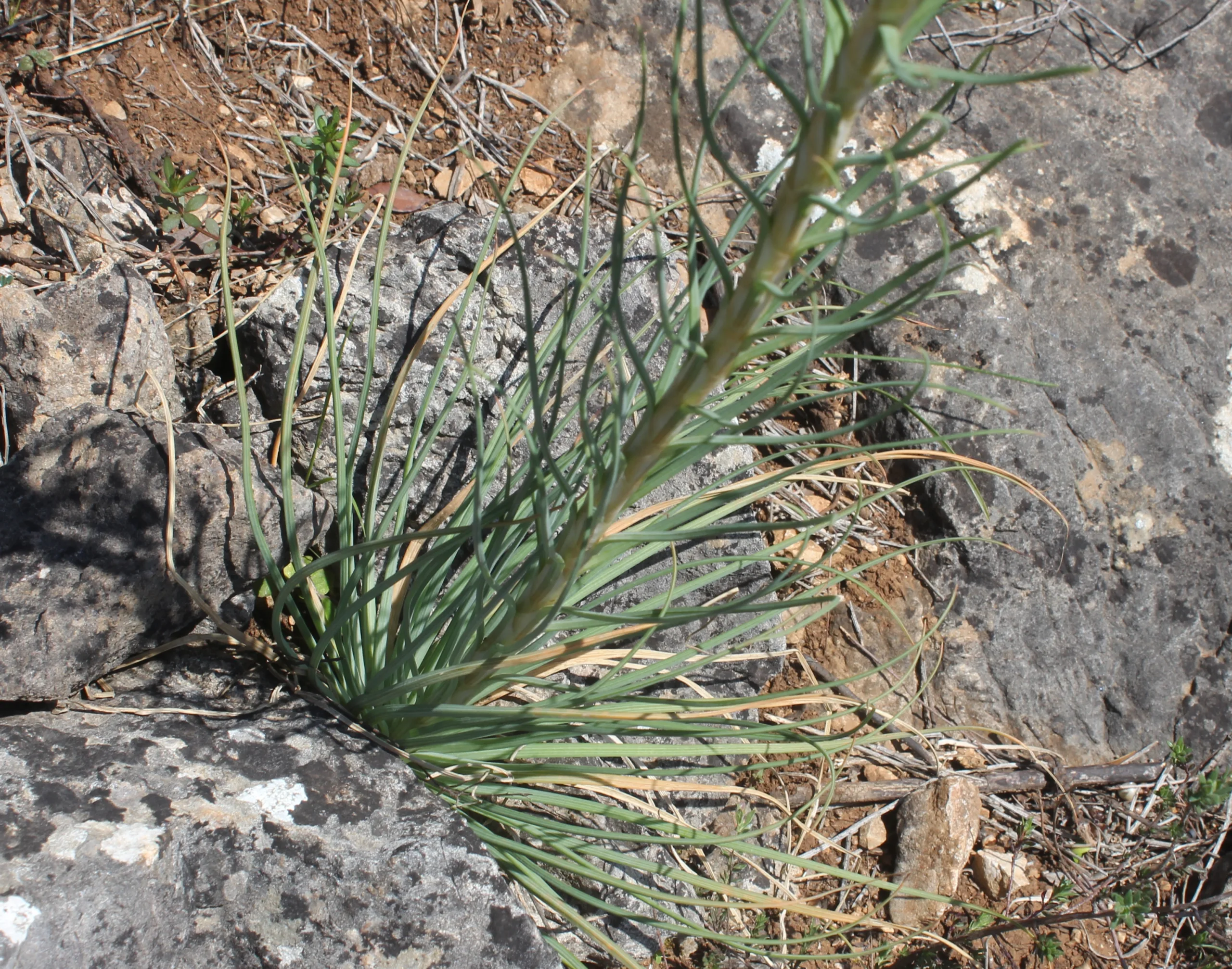 Asphodeline lutea