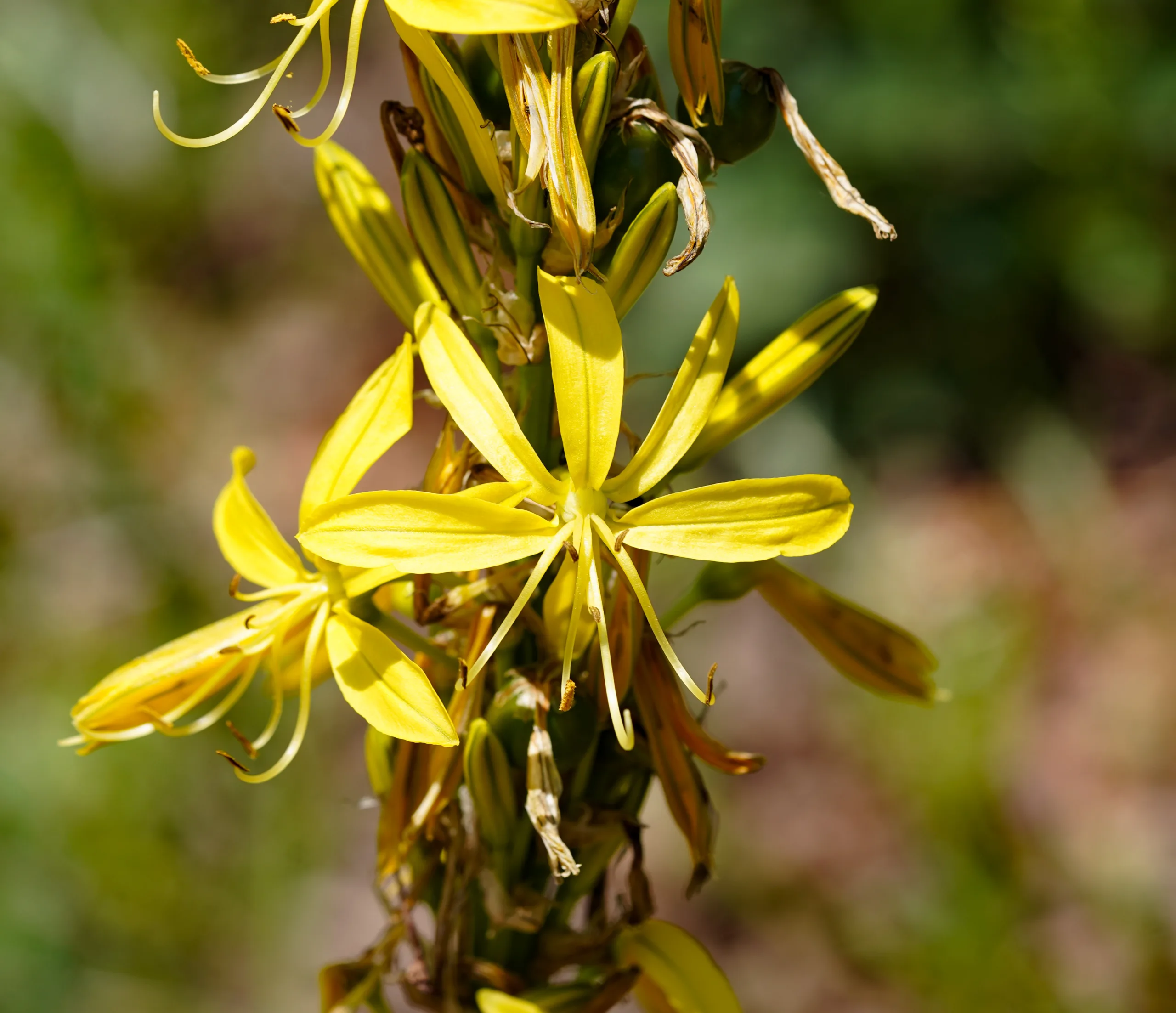 Asphodeline lutea
