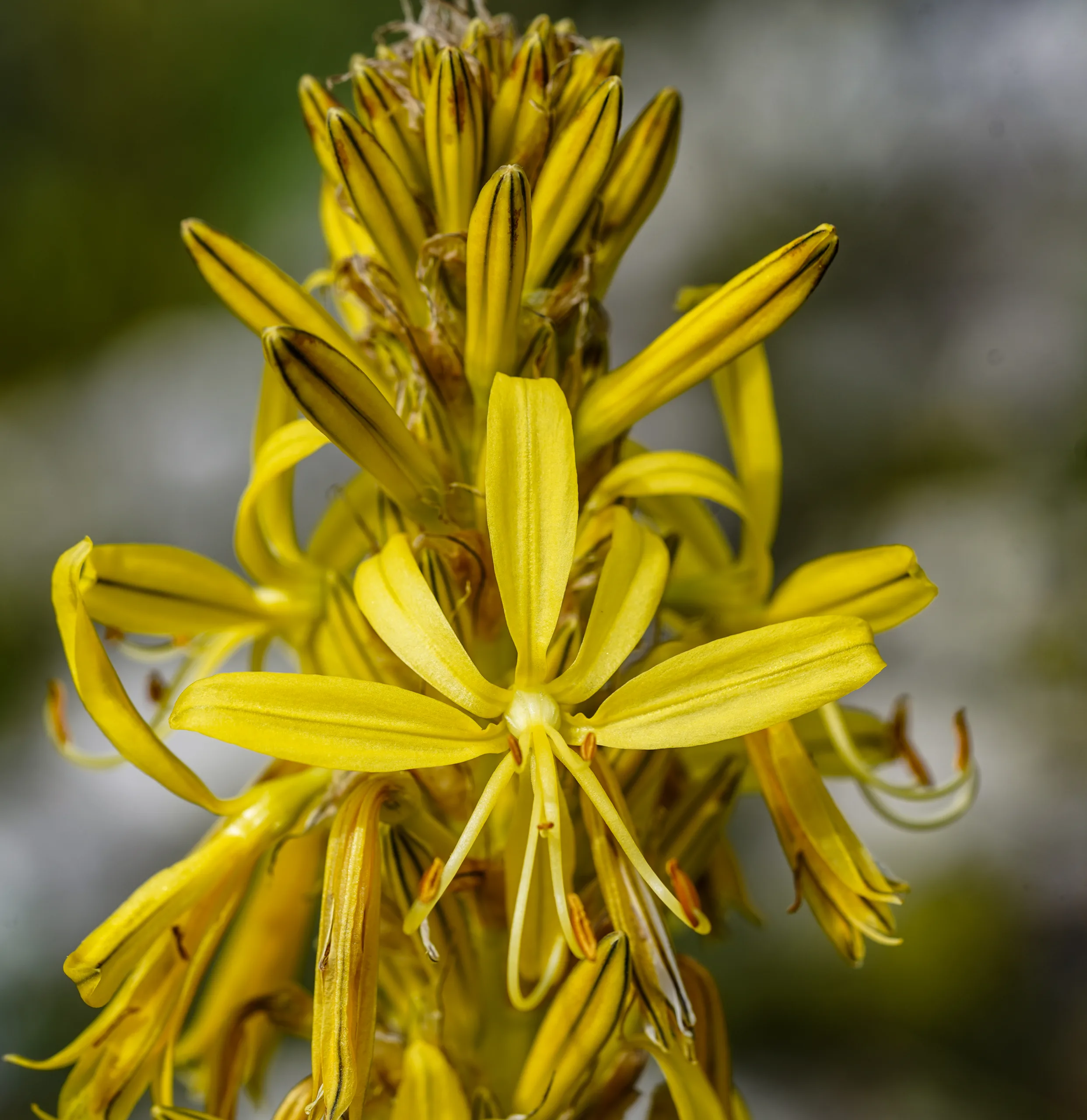 Asphodeline lutea