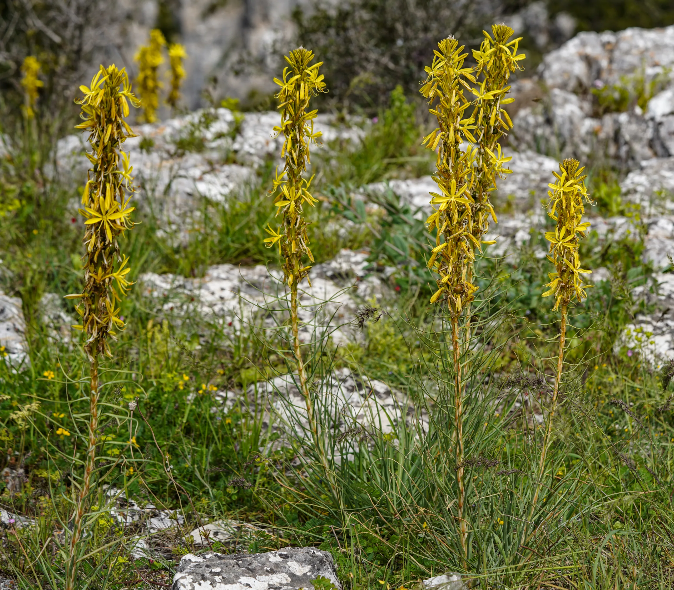 Asphodeline lutea