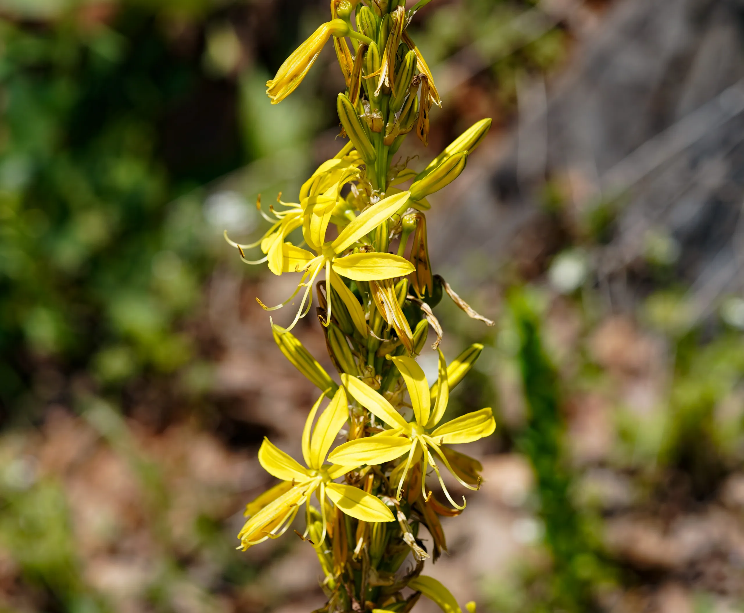 Asphodeline lutea