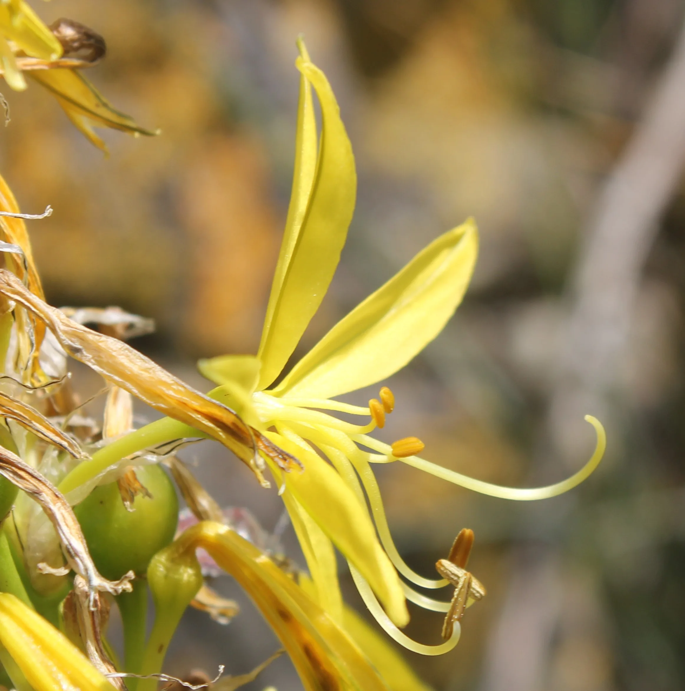 Asphodeline lutea