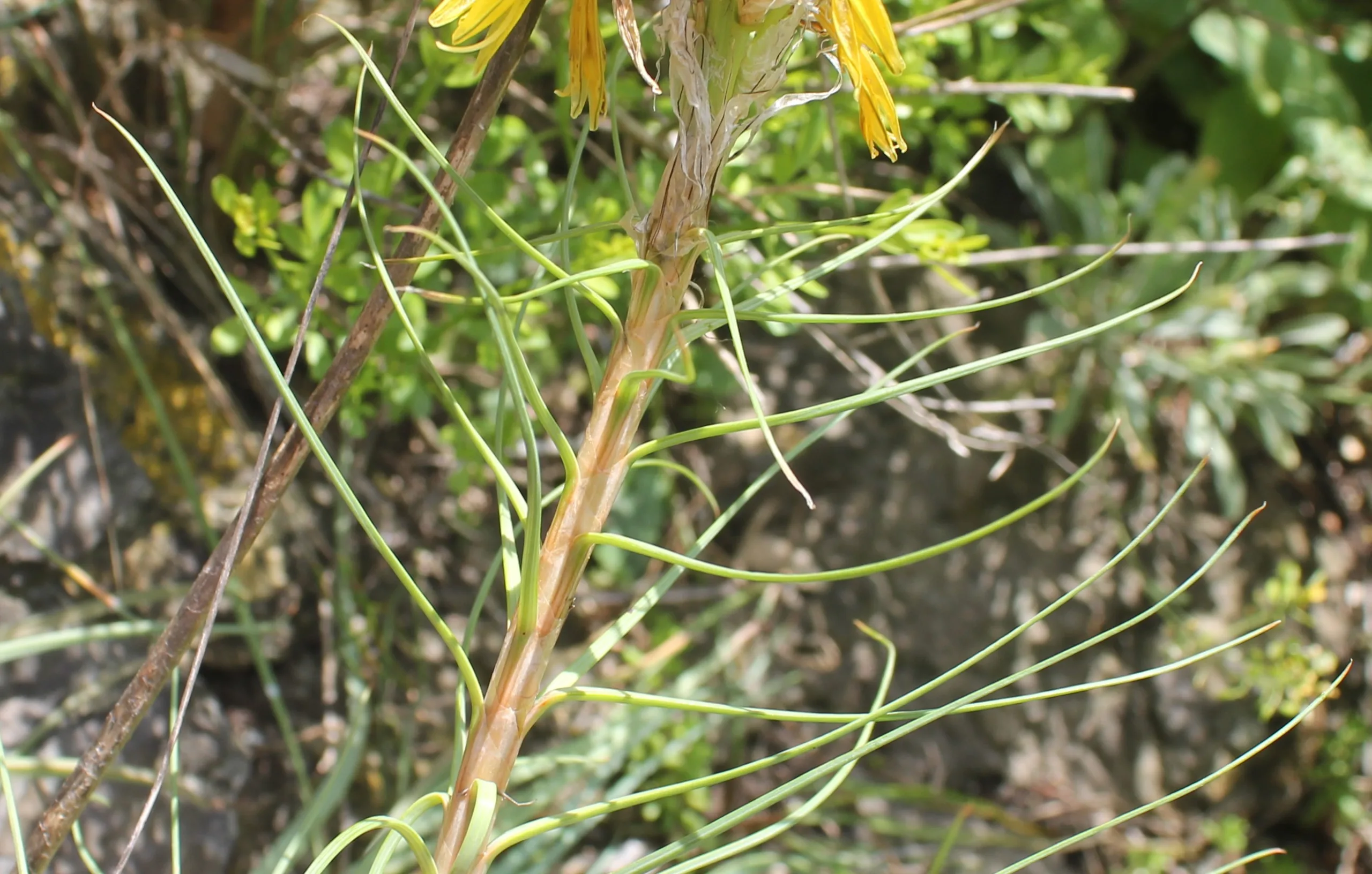 Asphodeline lutea