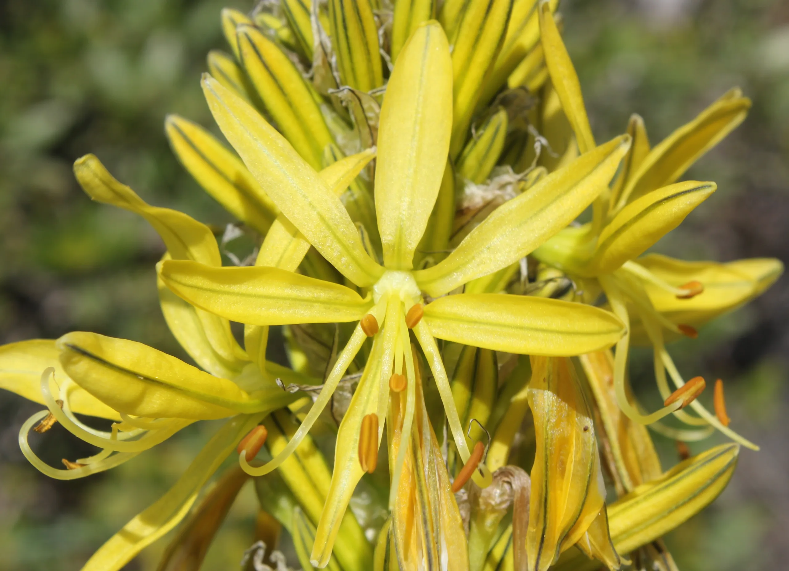 Asphodeline lutea