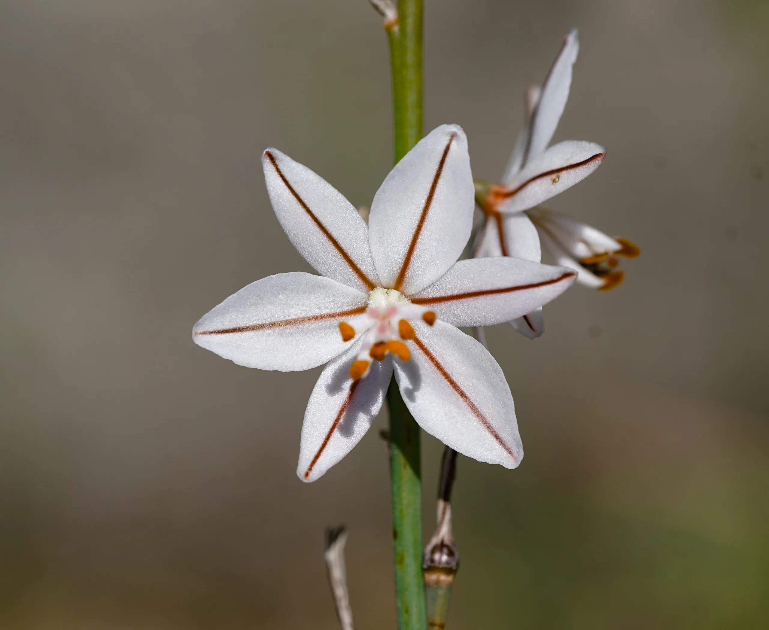 Asphodelus fistulosus (Hıdırellezkamçısı)