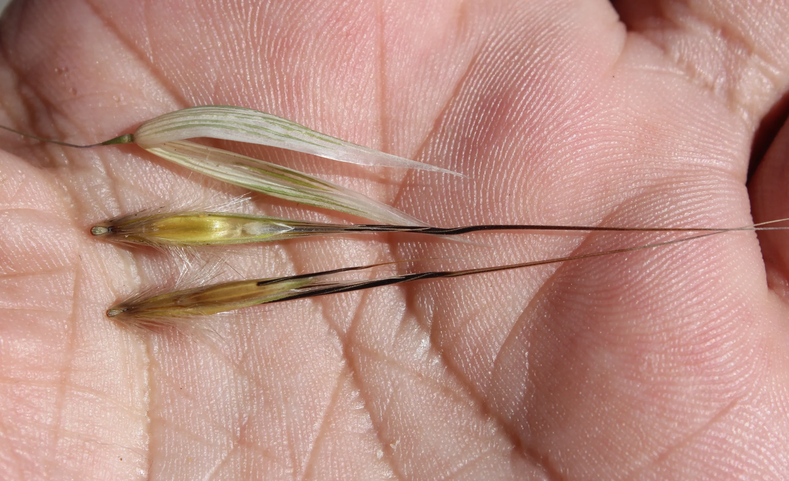 Avena barbata