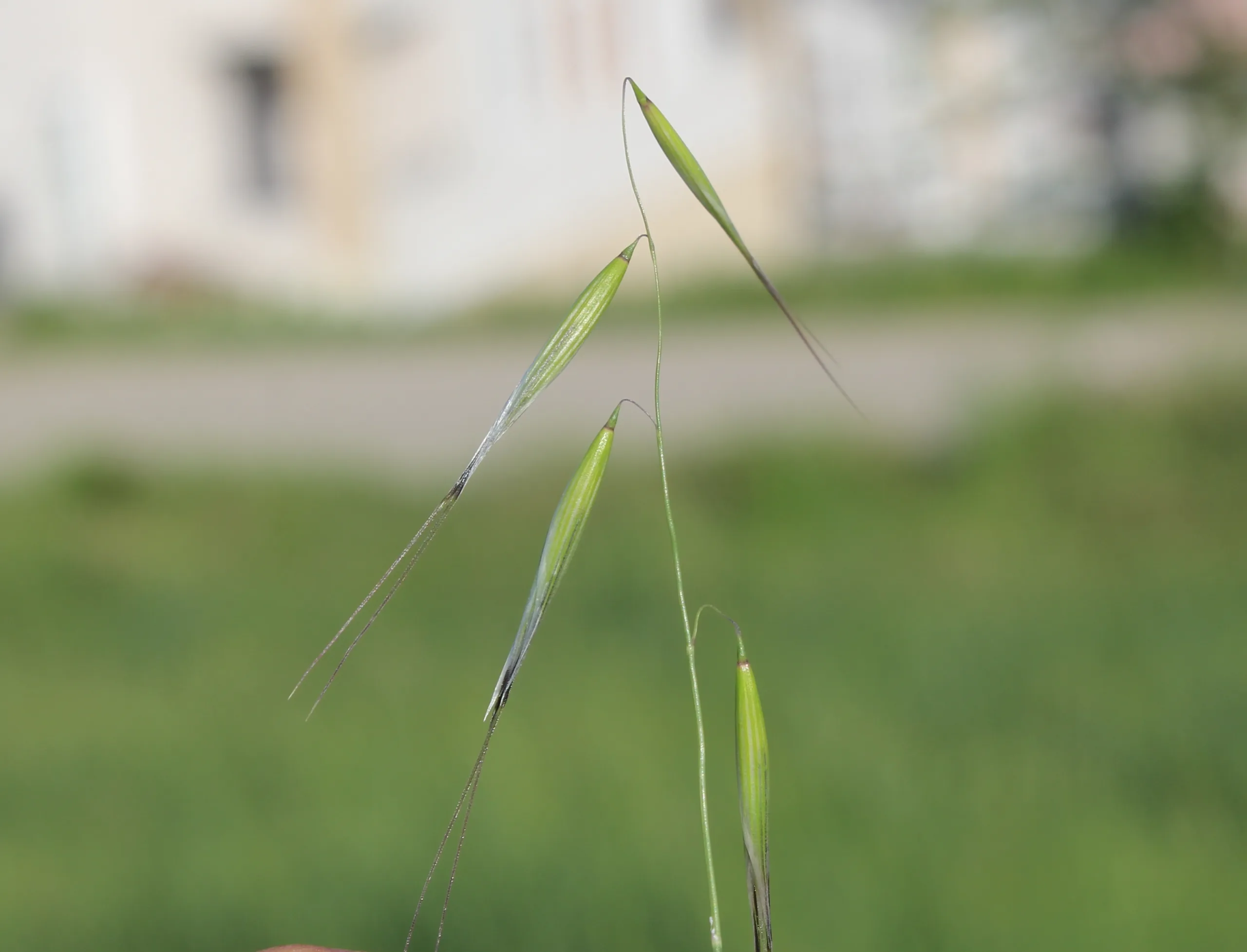 Avena barbata