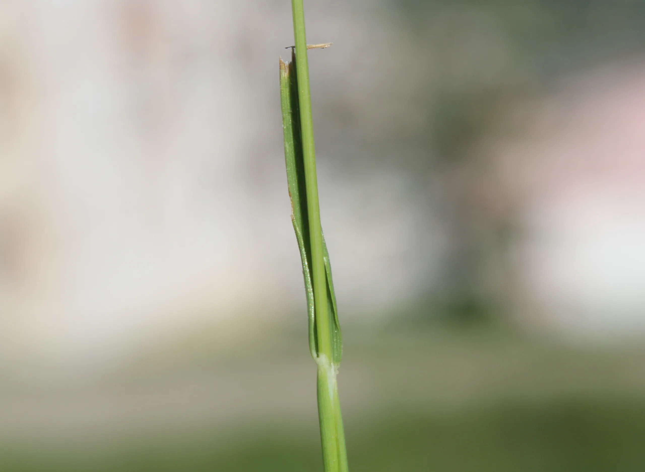 Avena barbata