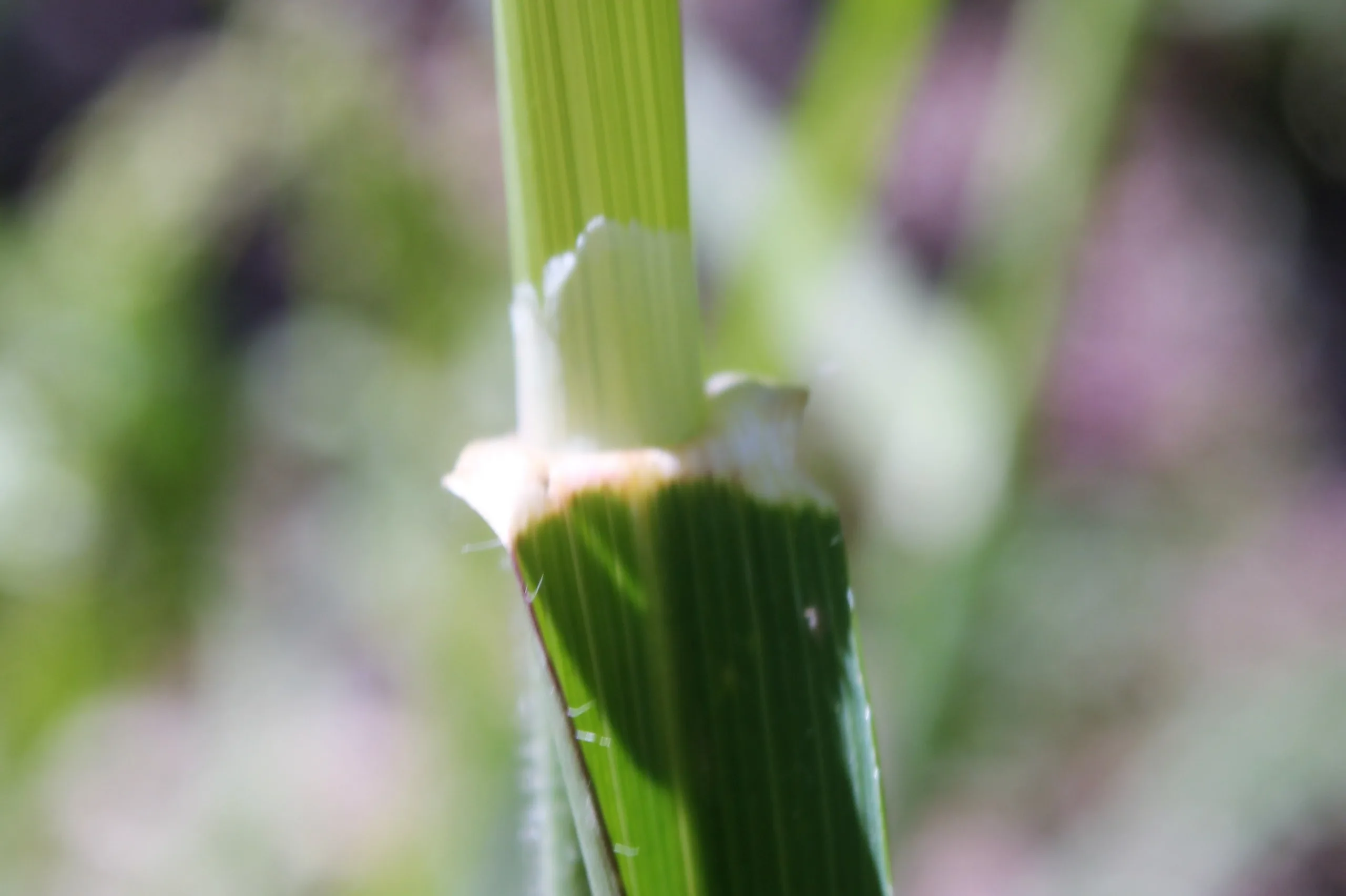 Avena barbata