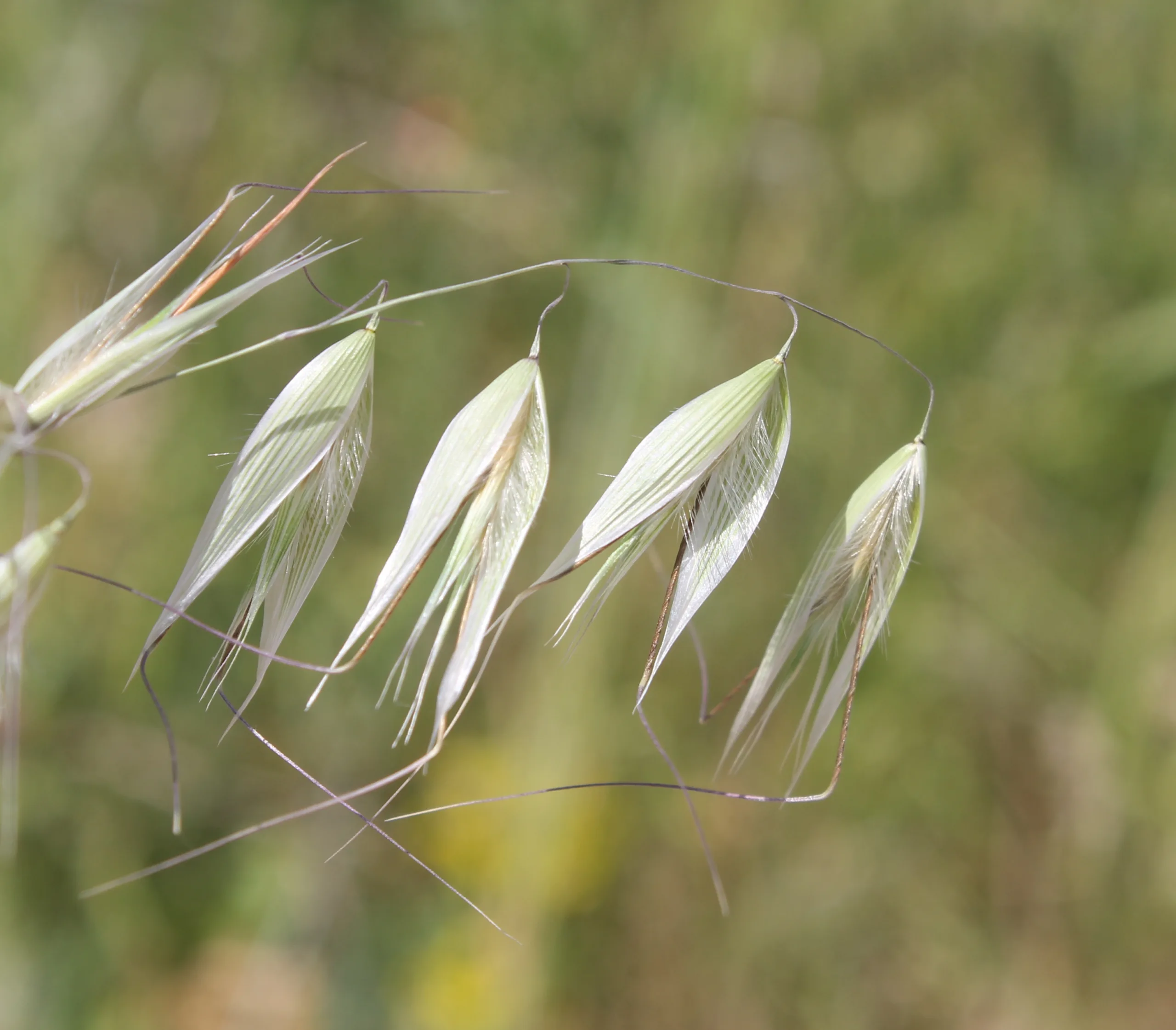 Avena barbata