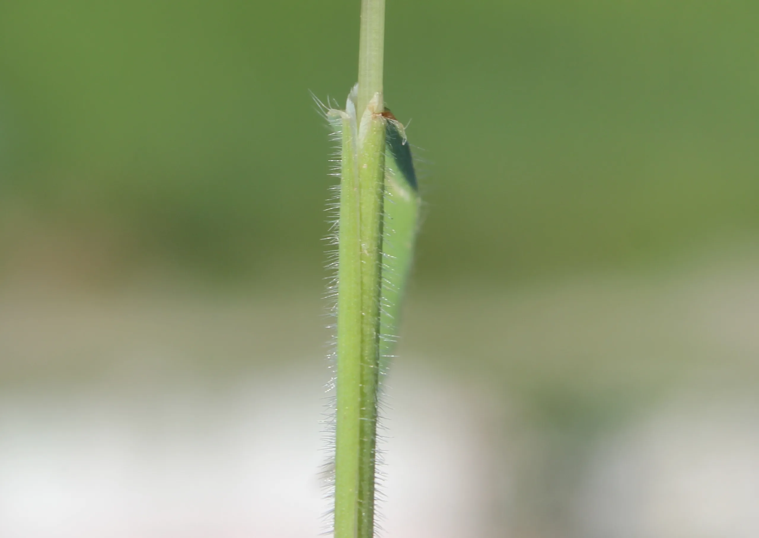 Avena barbata