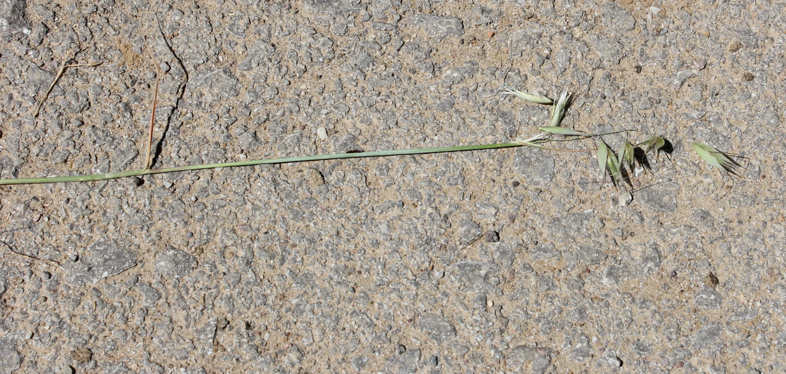 Avena barbata
