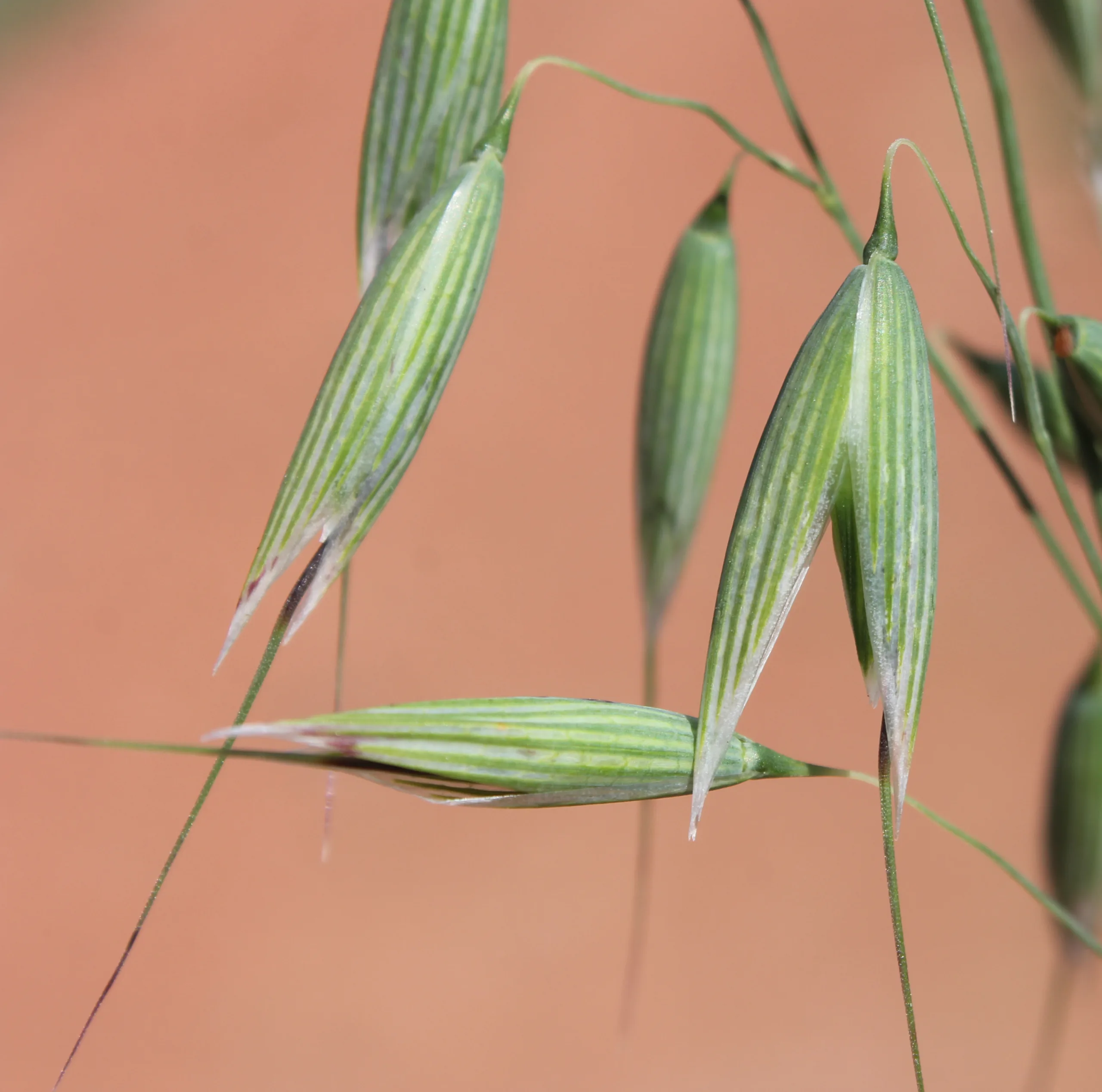 Avena byzantina