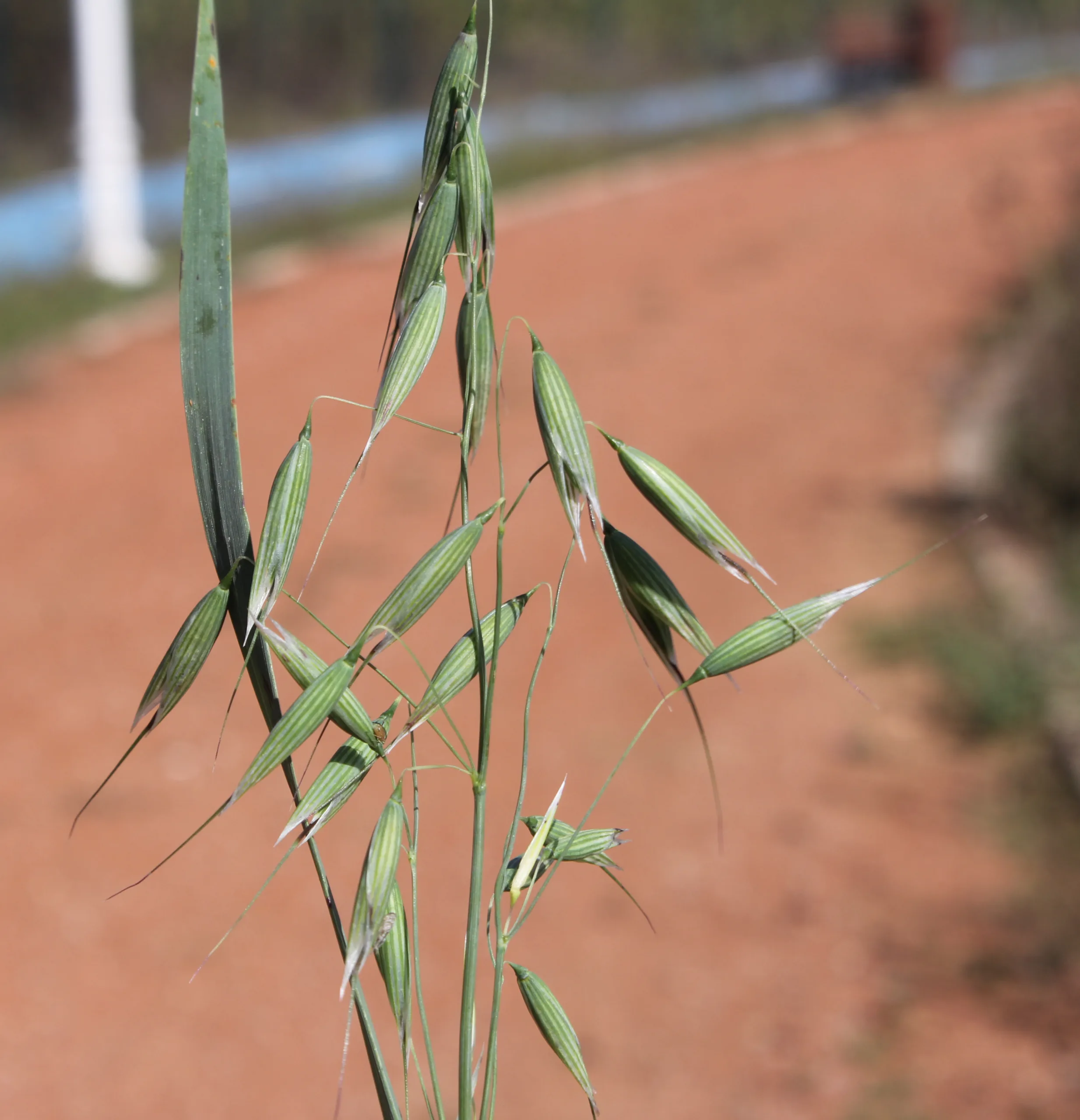 Avena byzantina