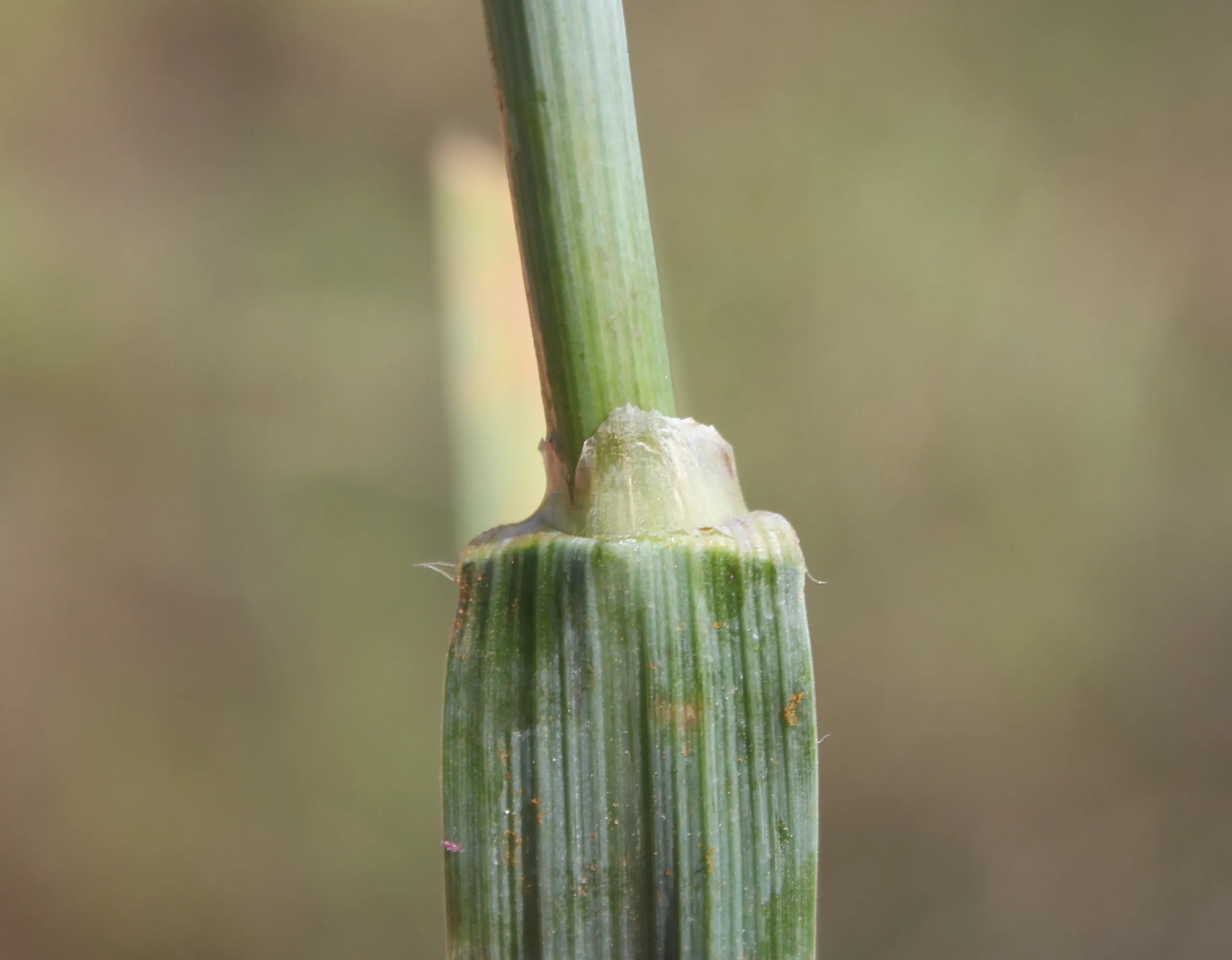 Avena byzantina