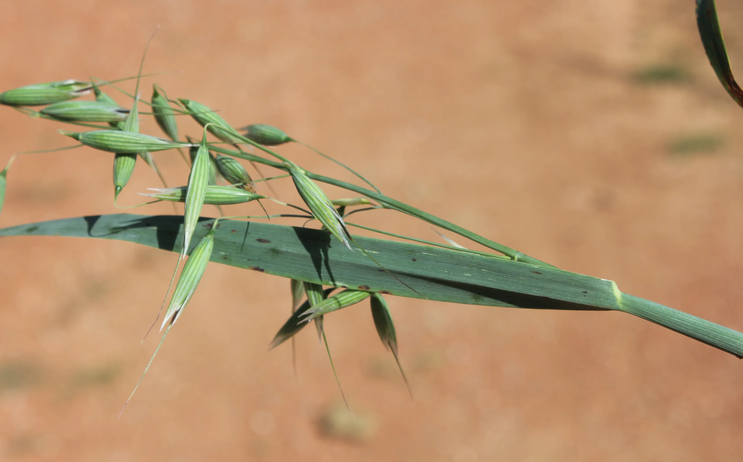 Avena byzantina