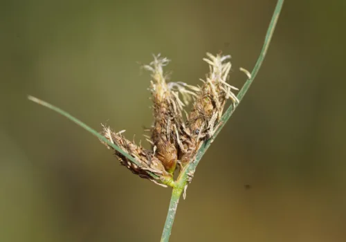Bolboschoenus laticarpus
