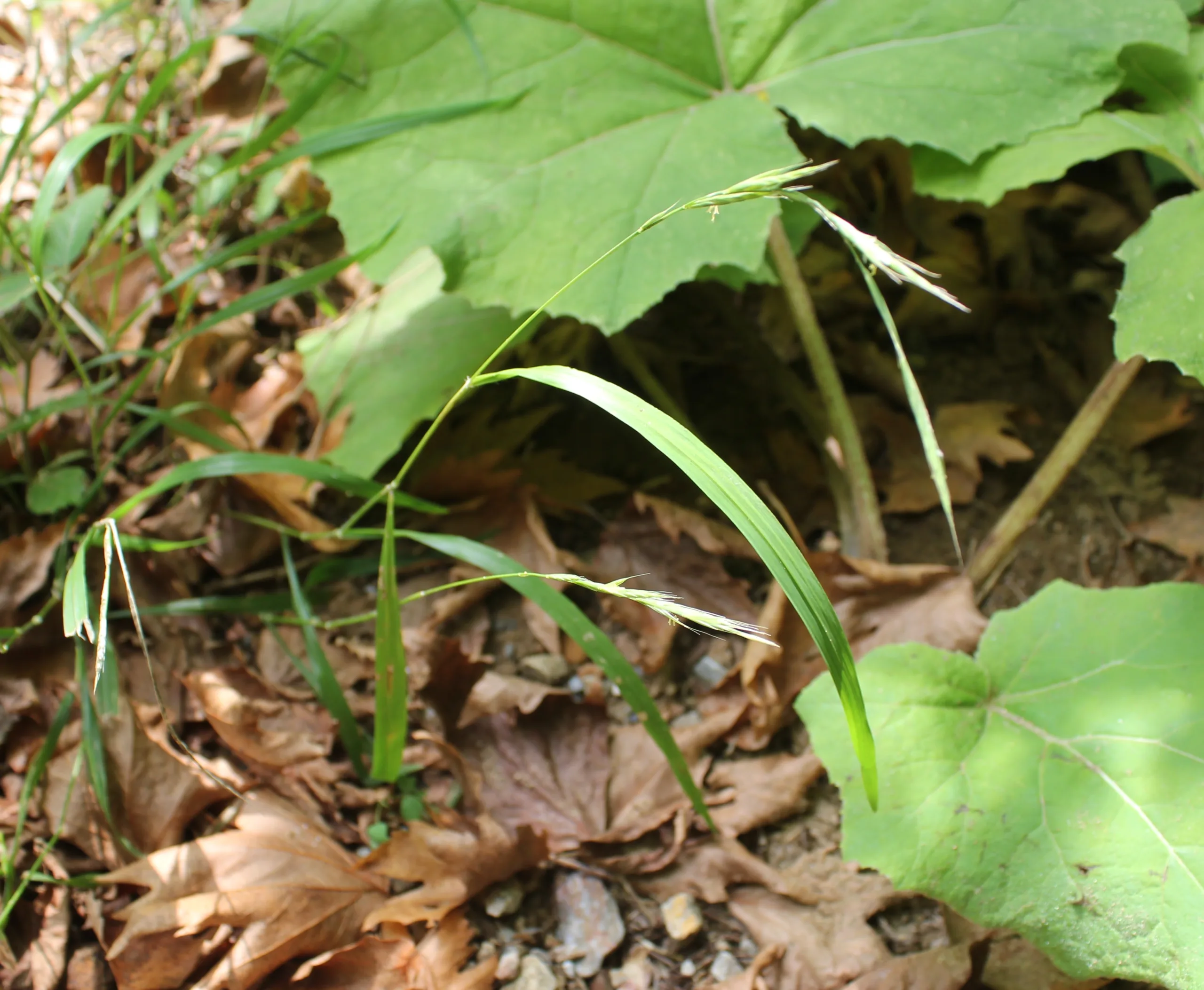 Brachypodium sylvaticum