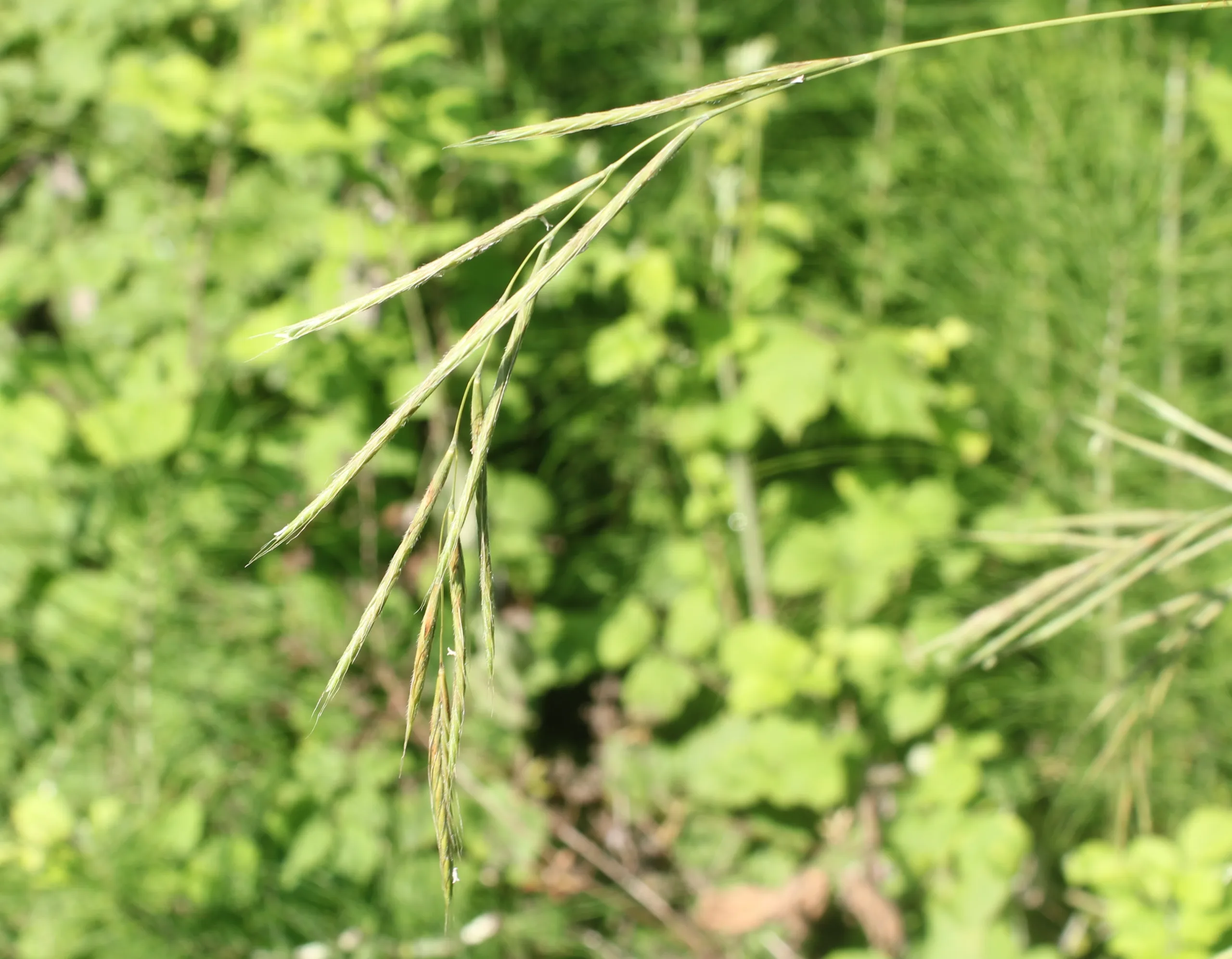 Brachypodium sylvaticum