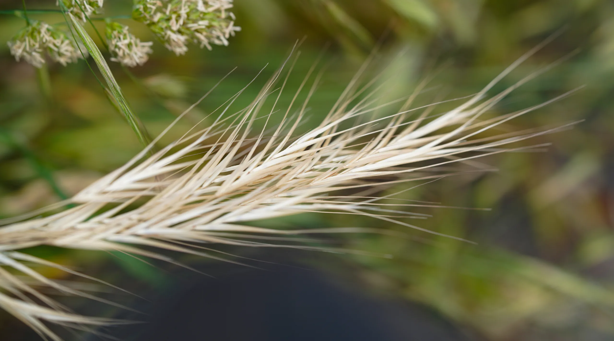 Bromus sterilis