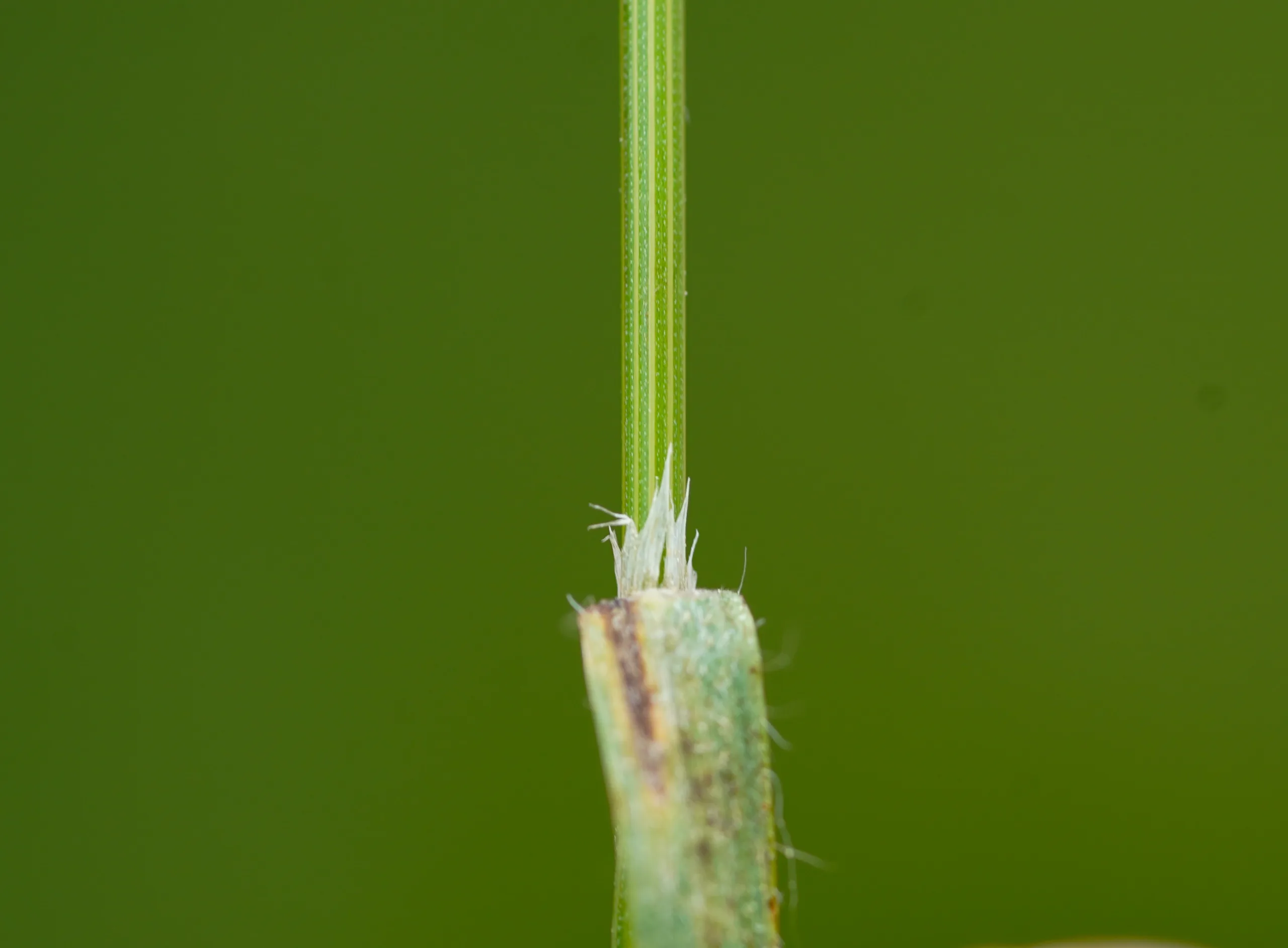Bromus sterilis