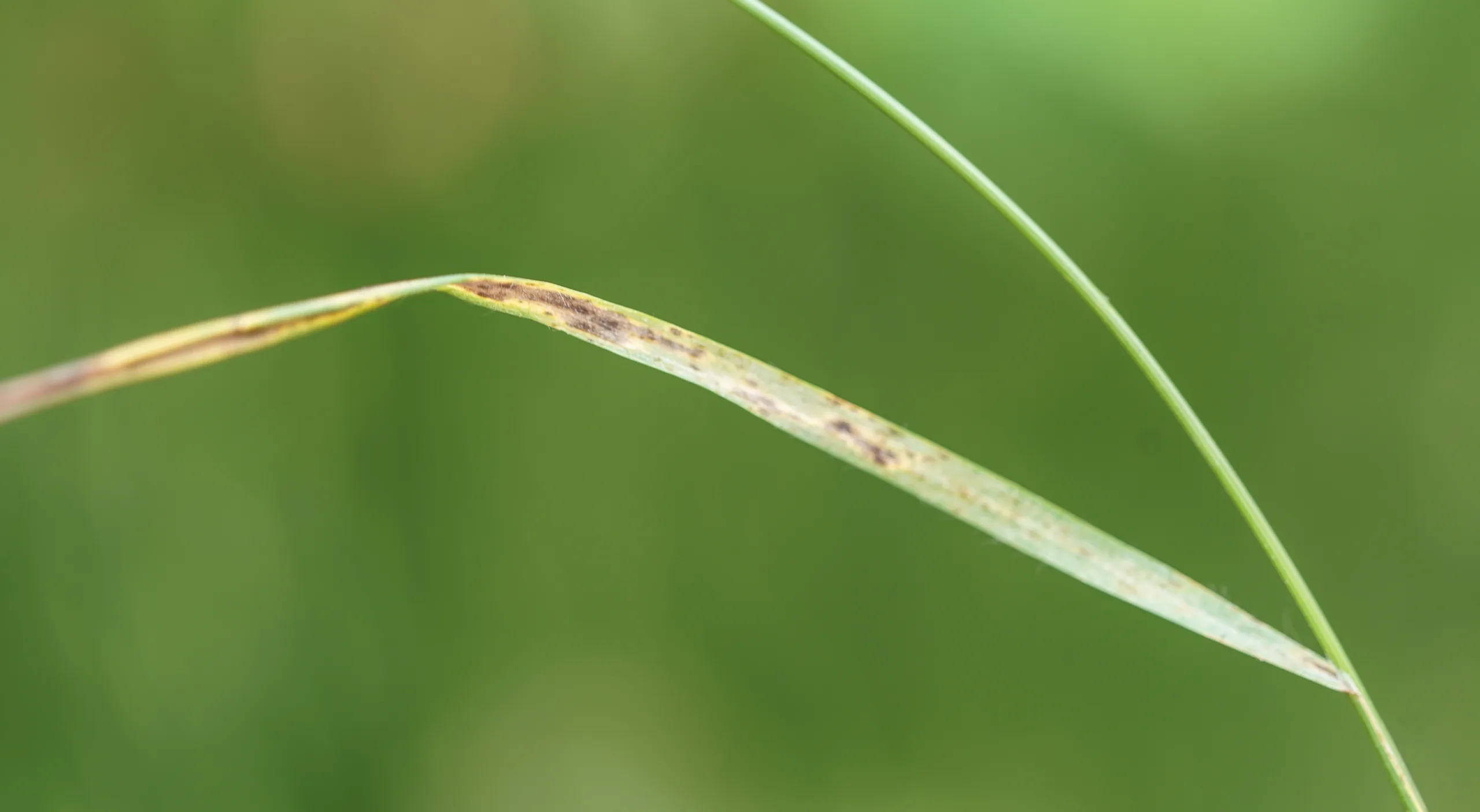 Bromus sterilis