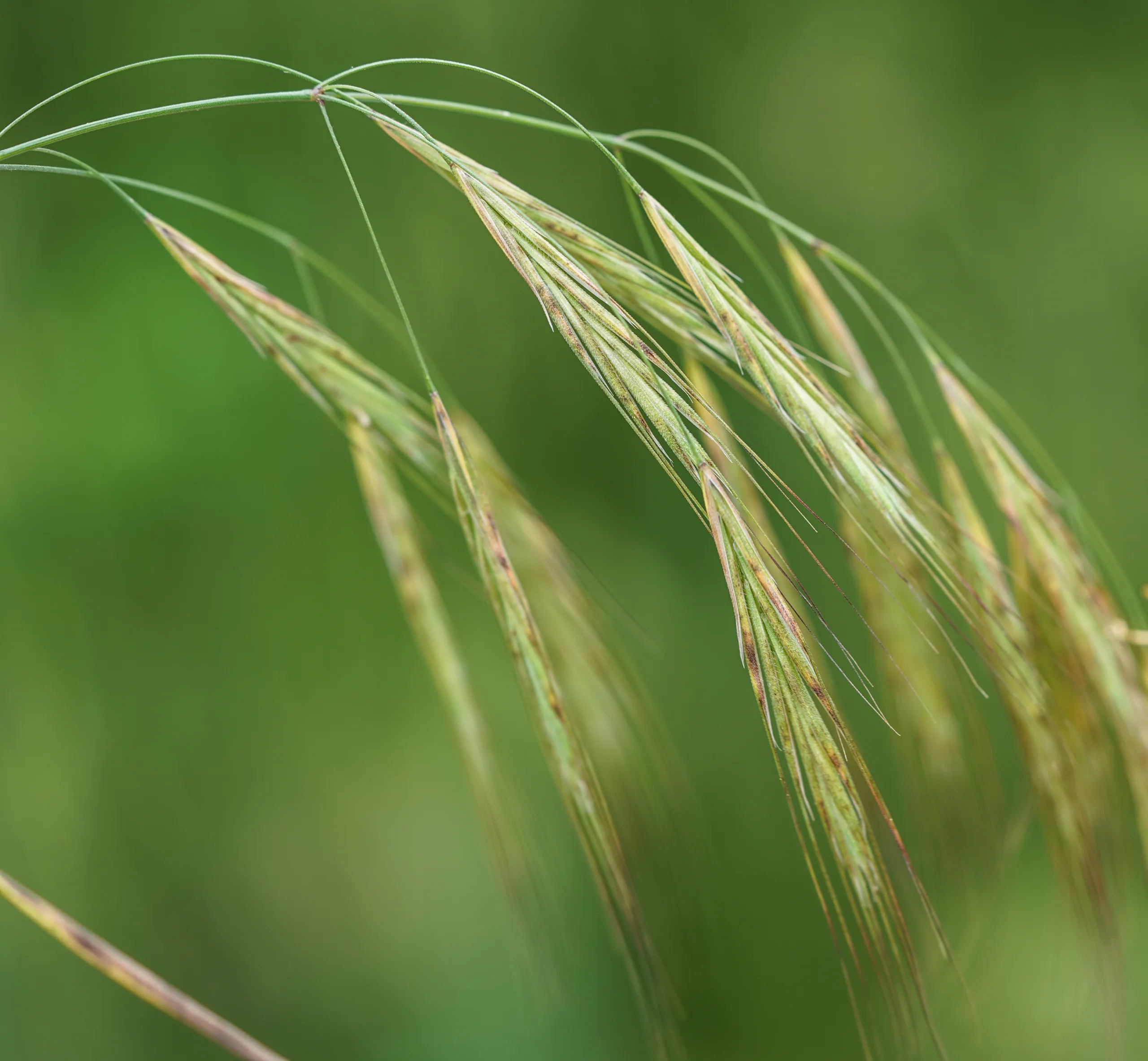 Bromus sterilis