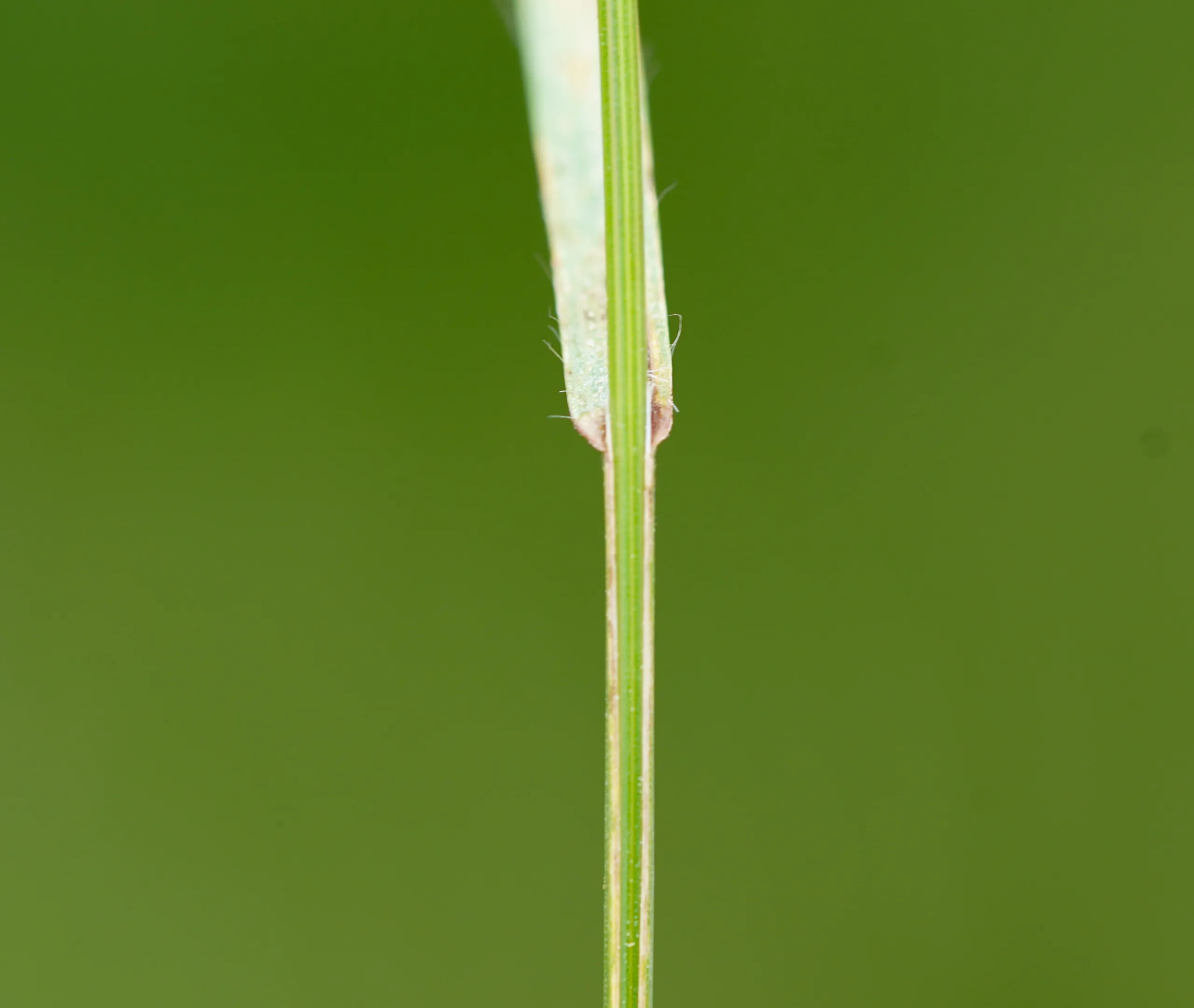 Bromus sterilis