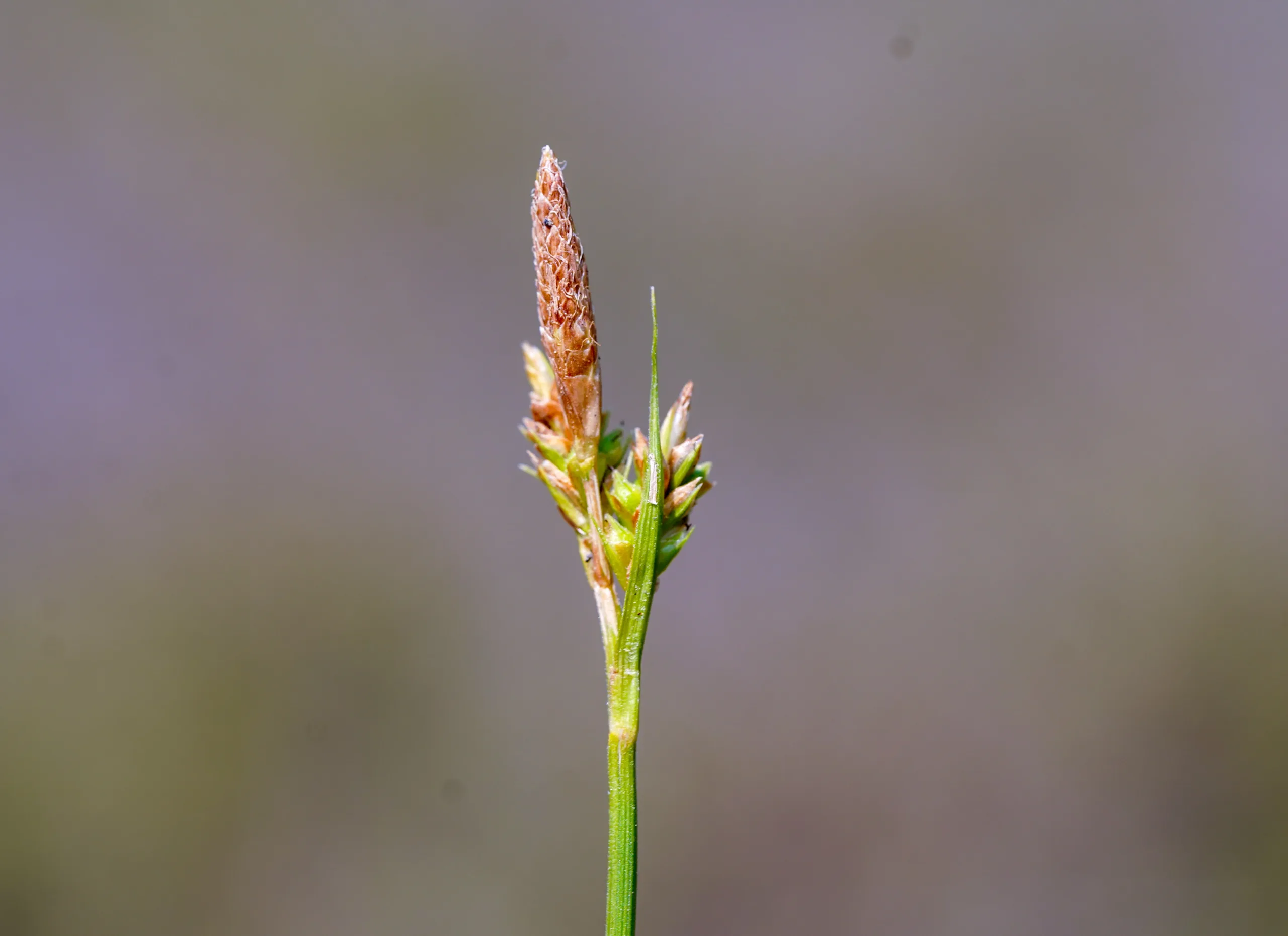 Carex depressa subsp. transsilvanica