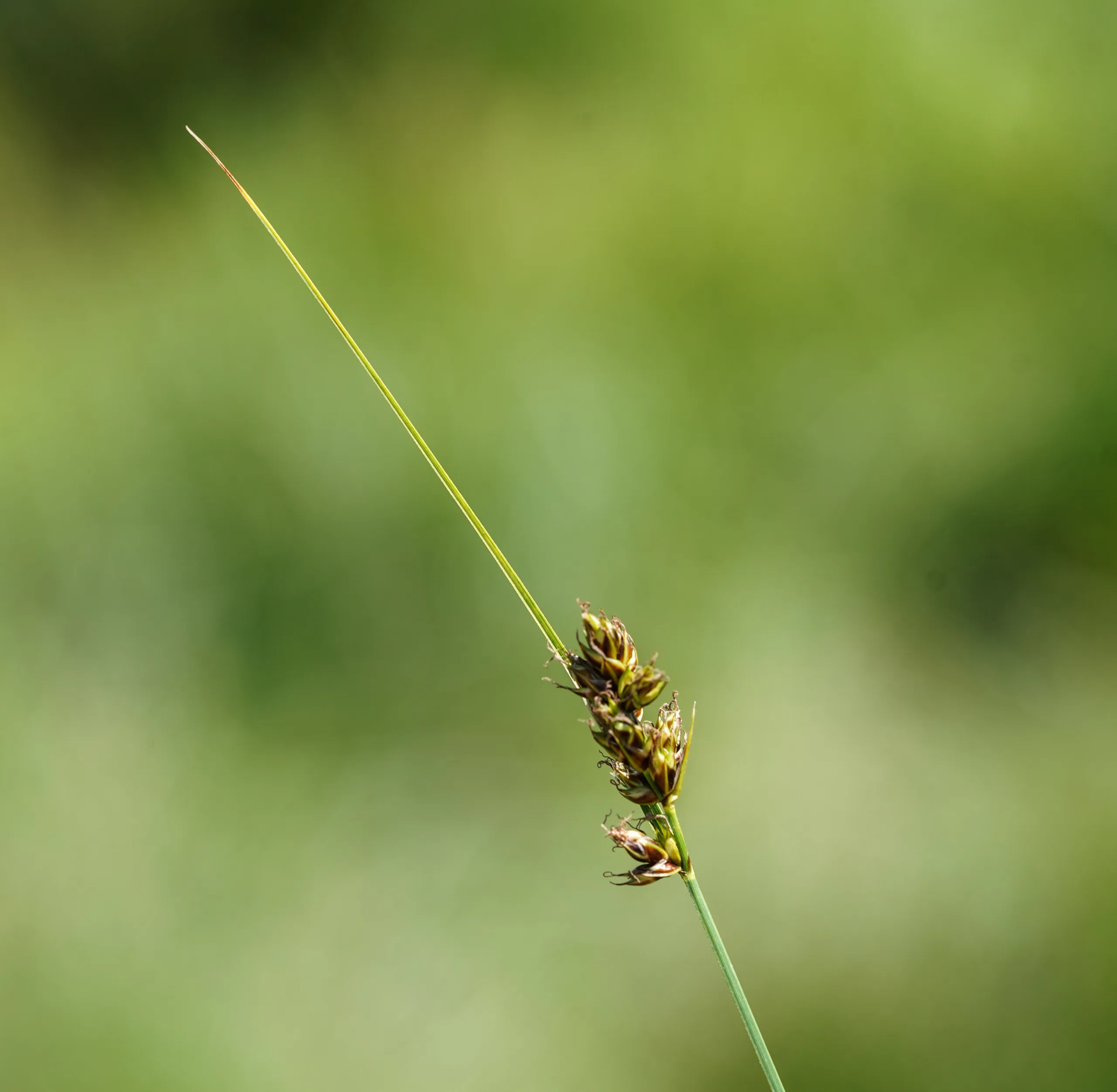 Carex divisa