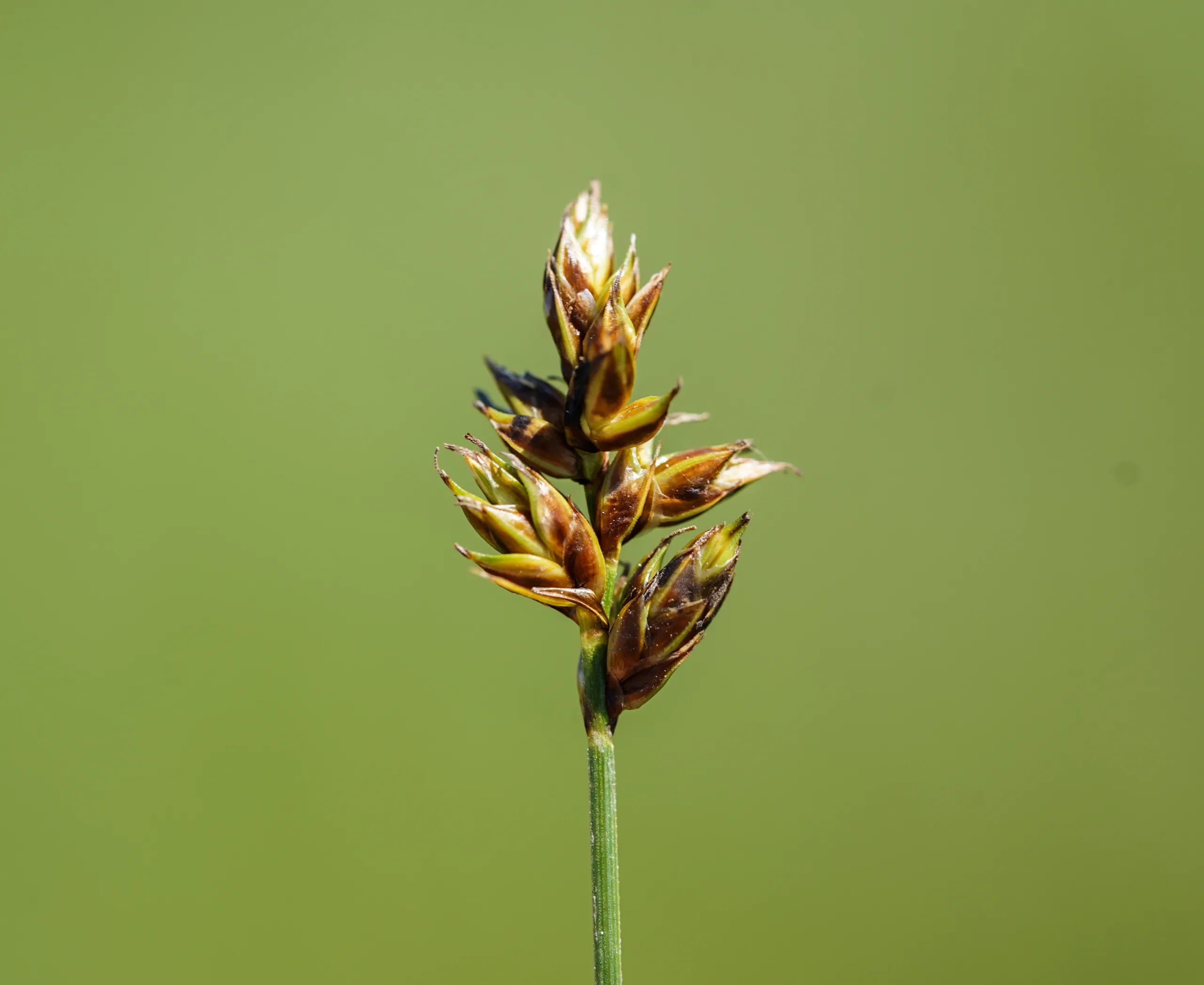 Carex divisa