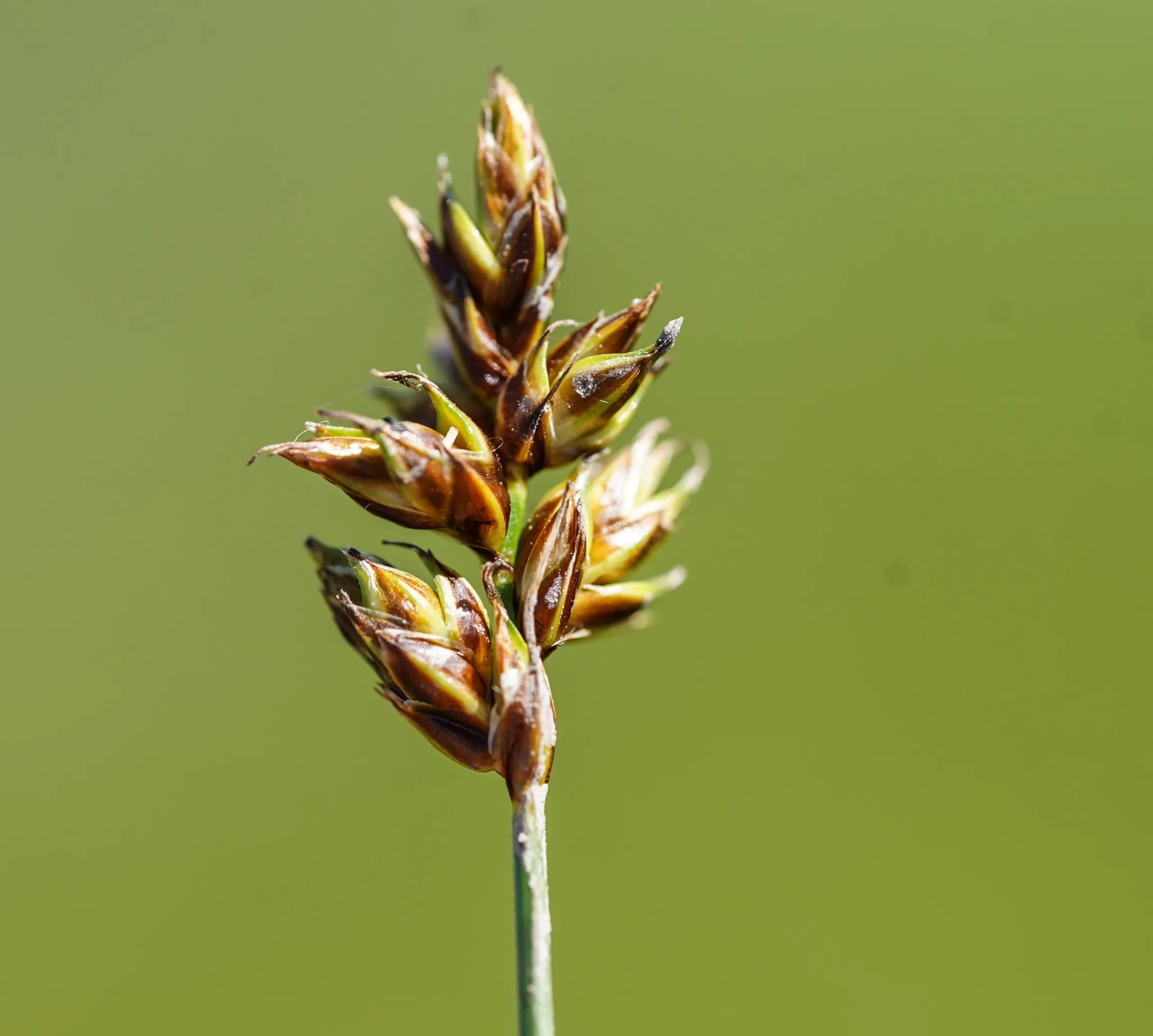 Carex divisa