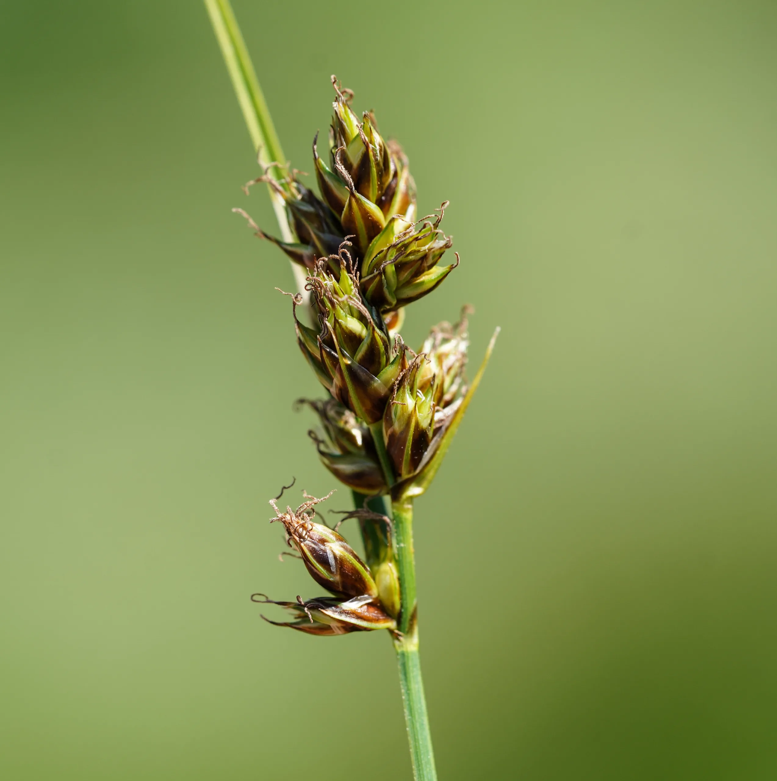 Carex divisa