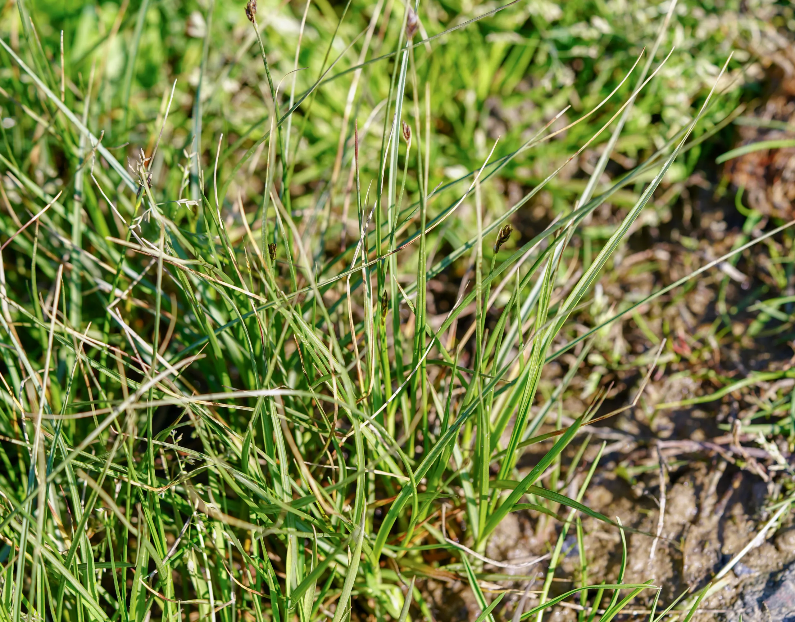 Carex divisa