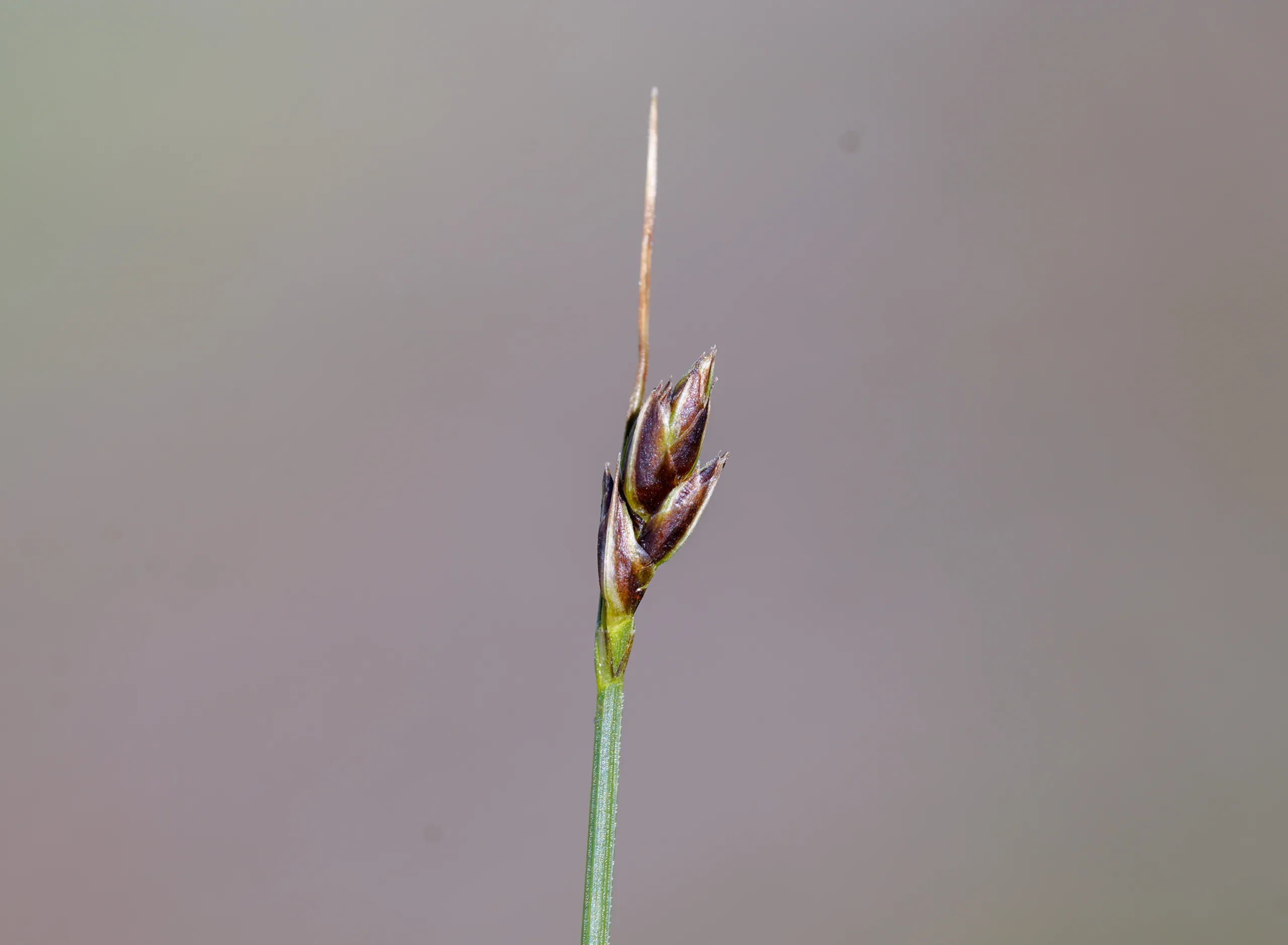Carex divisa