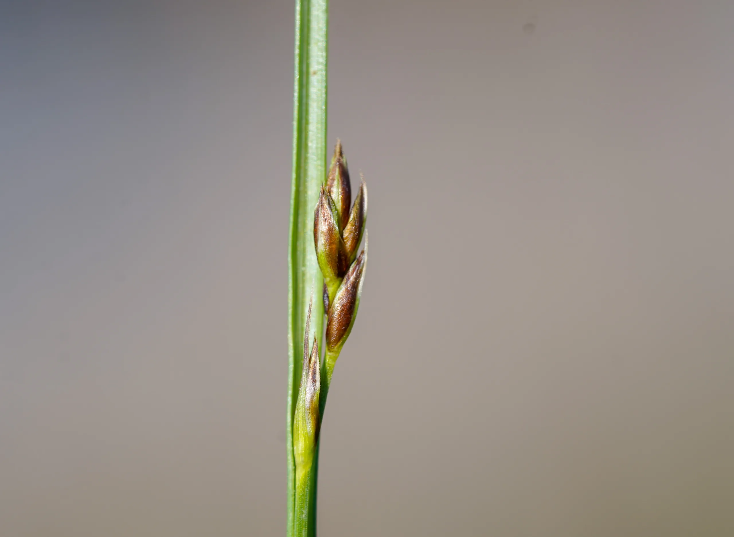 Carex divisa