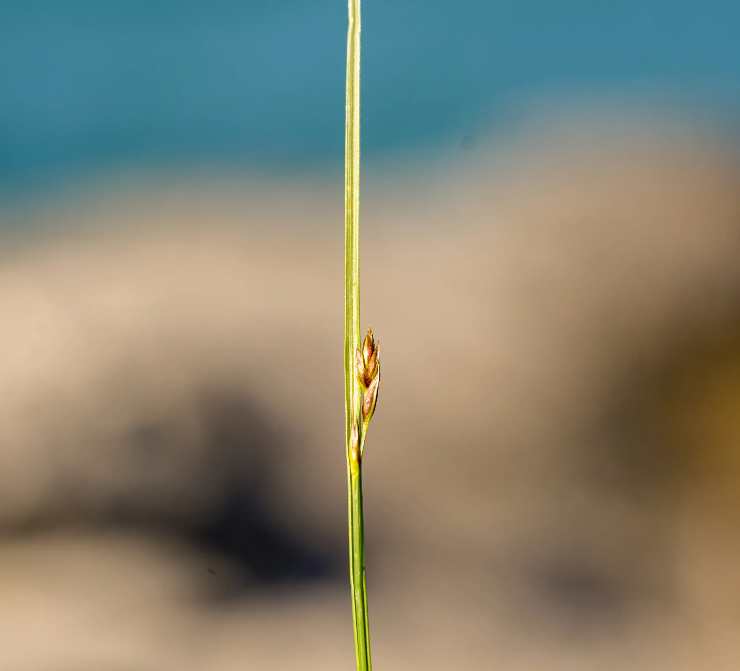 Carex divisa