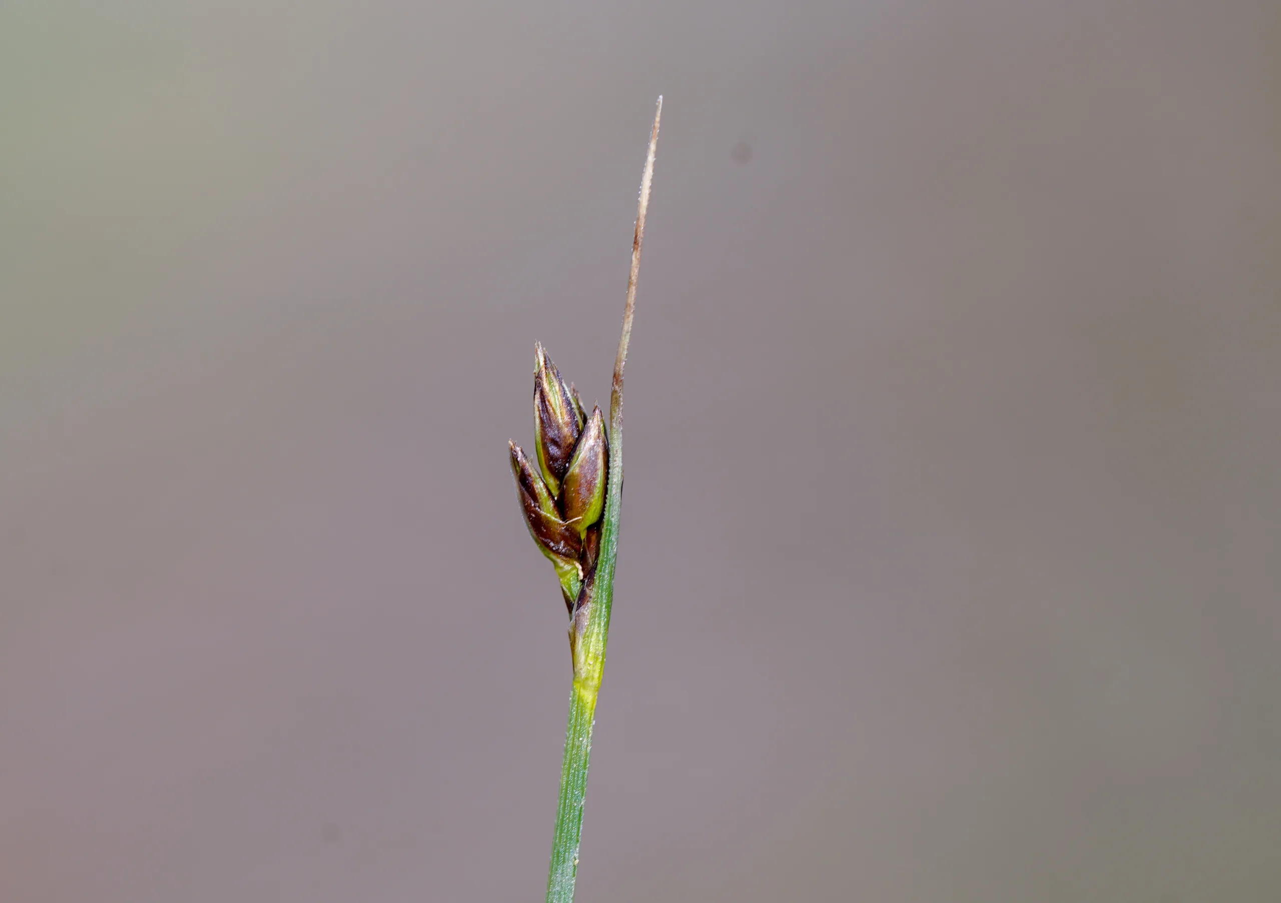 Carex divisa