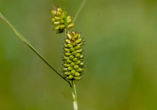 Carex pallescens