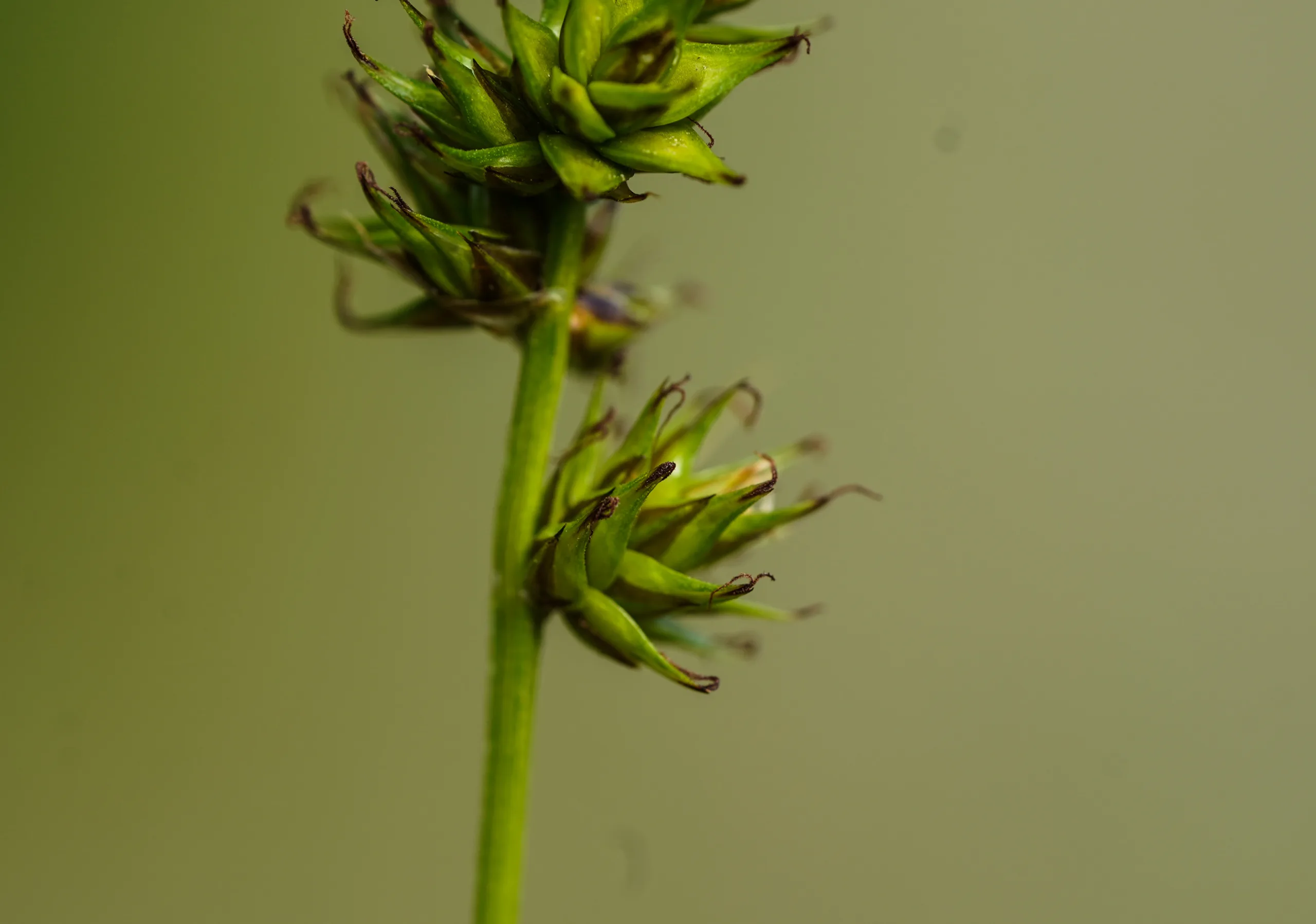 Carex spicata