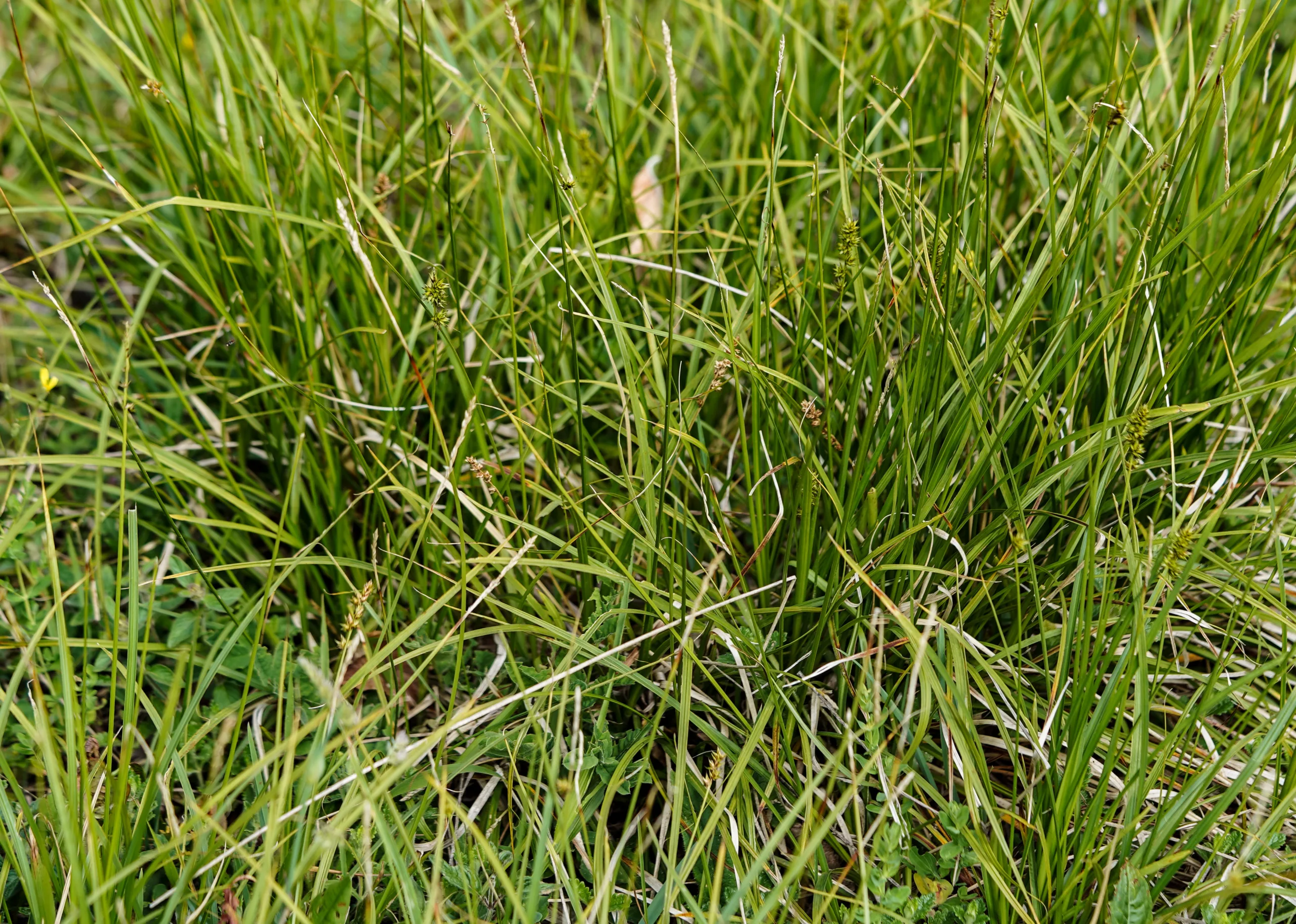 Carex spicata