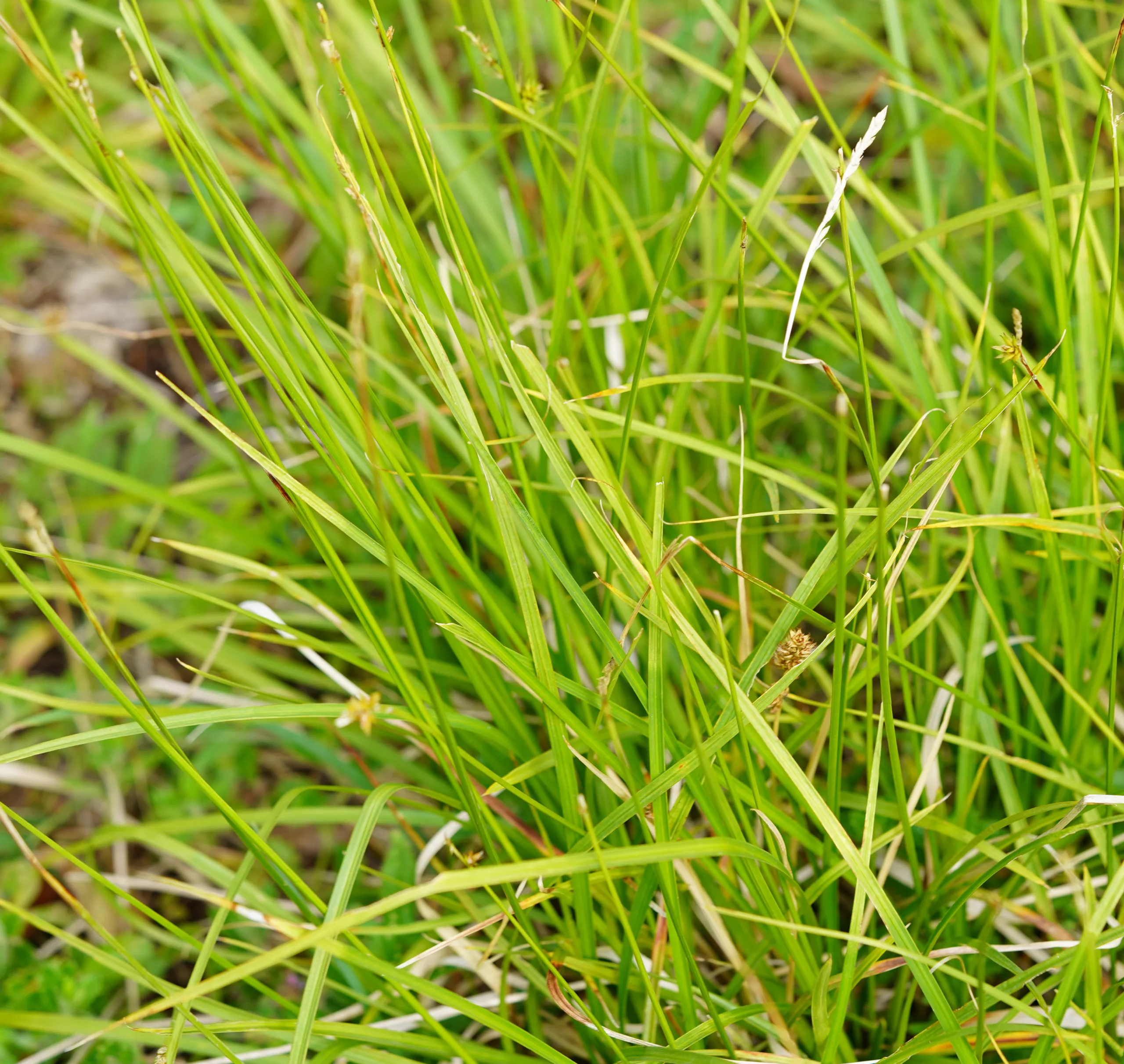 Carex spicata