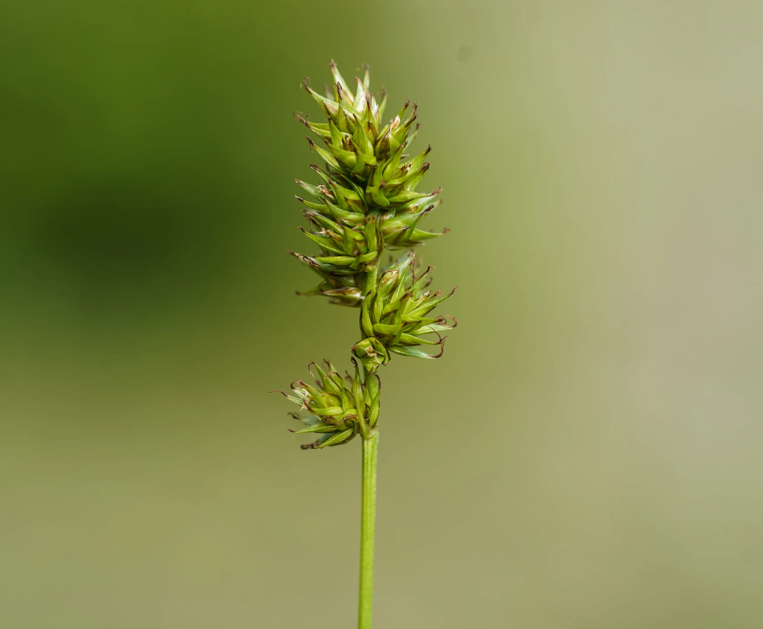 Carex spicata