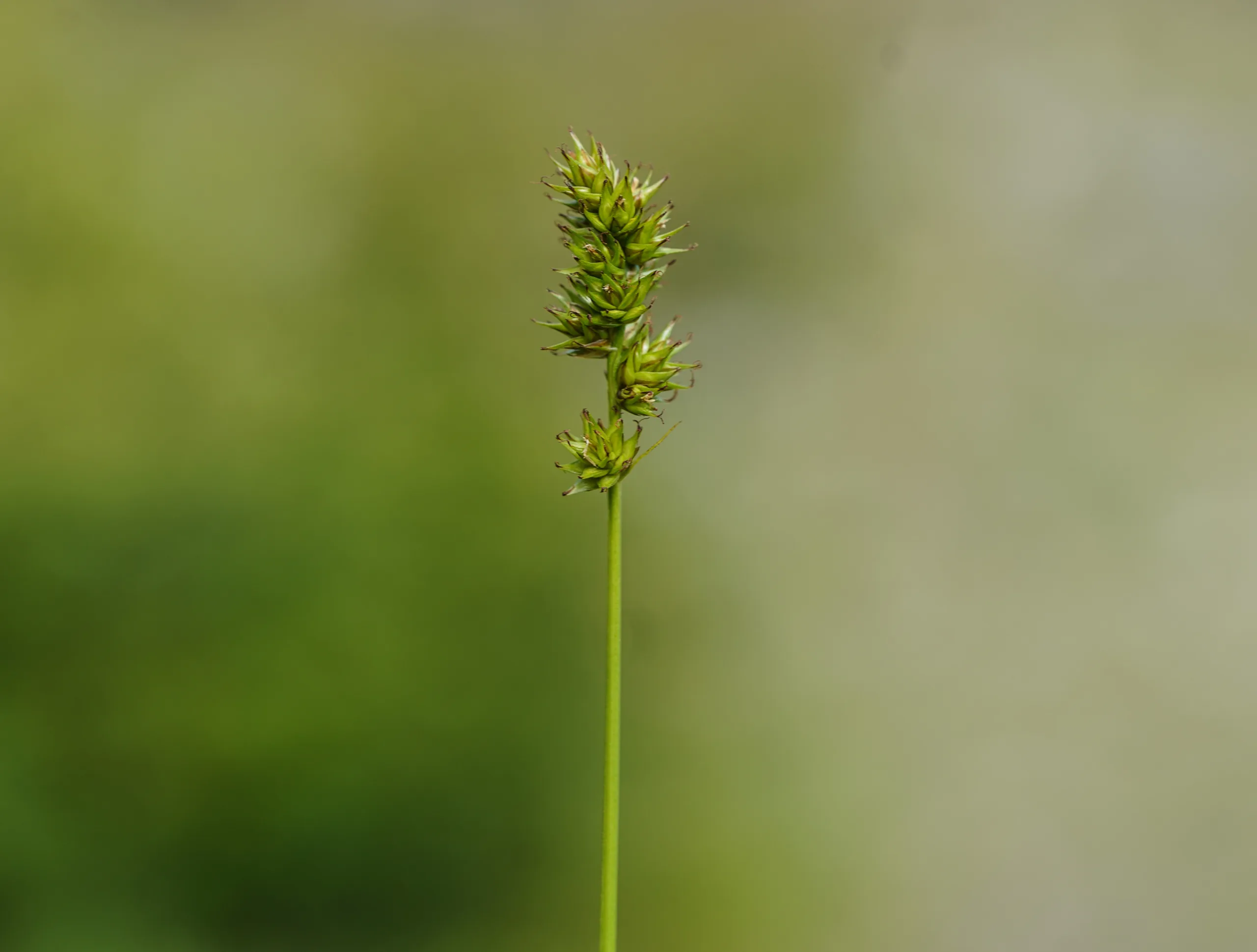 Carex spicata