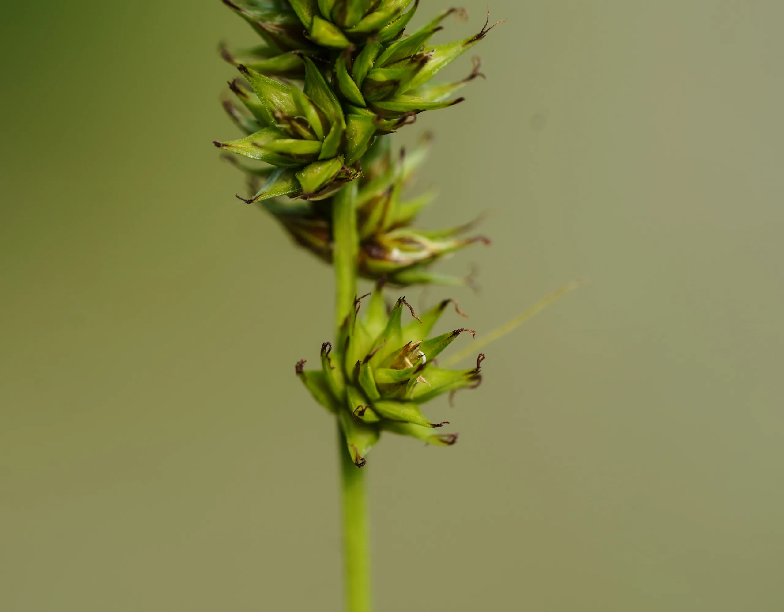 Carex spicata